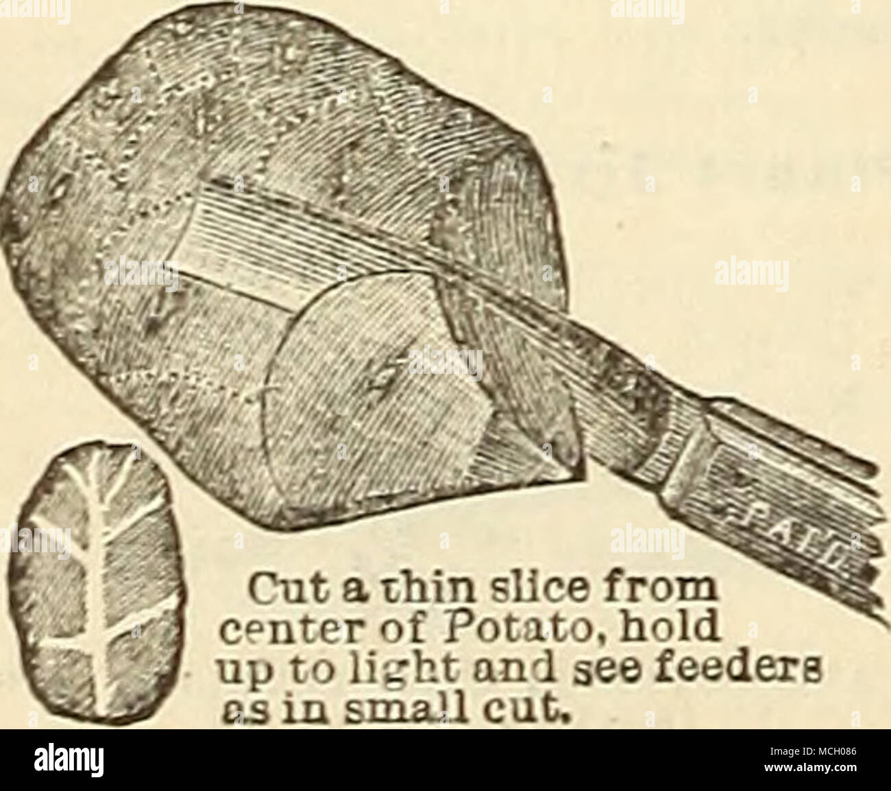 . Cut a thin slice from i - Wi c»nter of Potato, hold &quot; up to li..-ht an'J see feeders as in small cut. Concave Potato Knife. The best one yet introduced. Each (by mail), 35 cts. Hand &quot;Wftter Truck and Barrel. An indispensable article for farmers and gardeners who have water to carry. The weight is raised easily and balanced over the axle, so that no lifting or down pressure is needed in moving it. Also has a sprinkling at- tachment. Water Truck and Barrel, li inch tires, $10.00. Water Truck and Barrel, 2i inch tires, $12.00. Water Truck and Barrel, 4 inch tires, $14.00. Sprinkling a Stock Photo