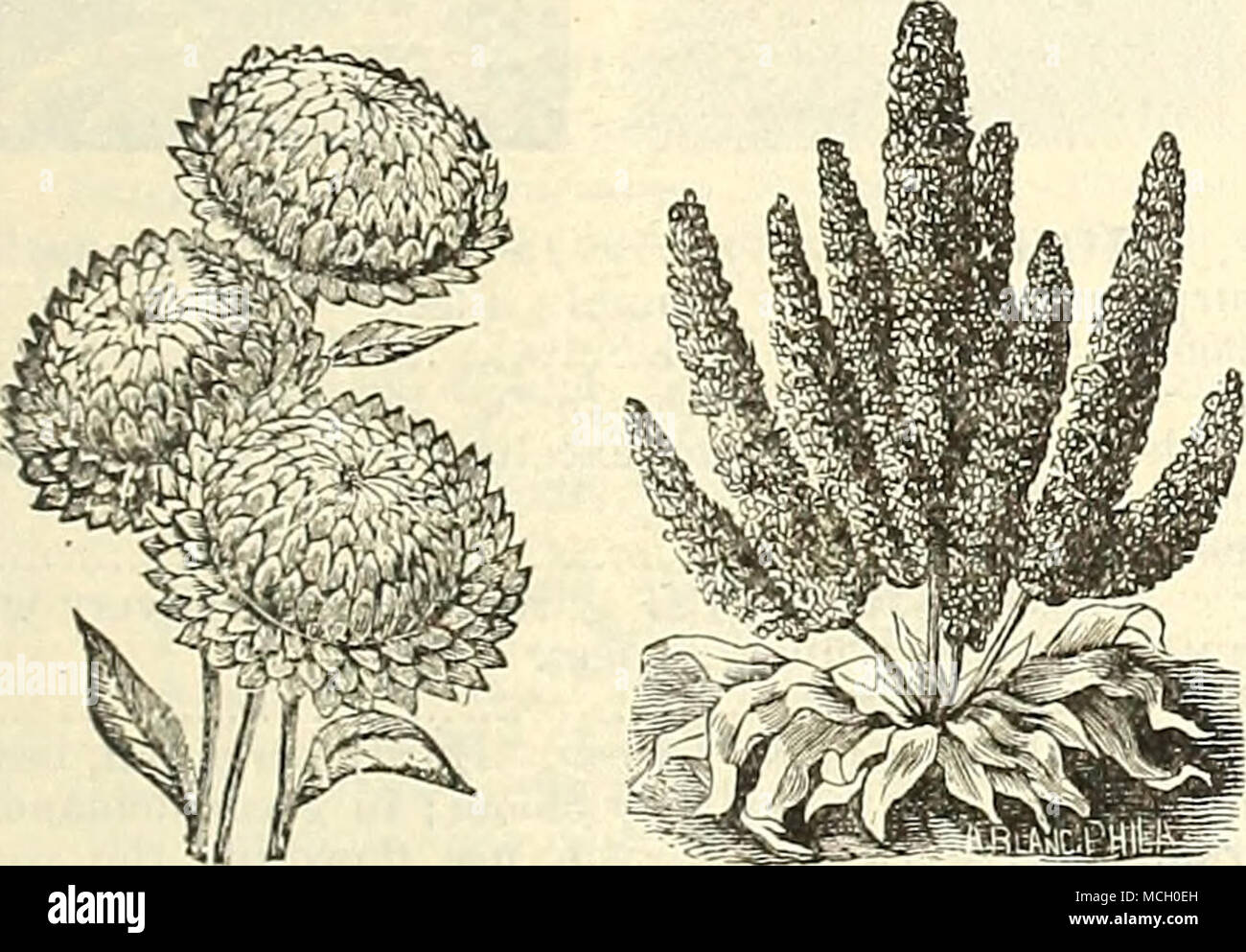 . Helichrysum. Statice. STATICE. An interesting plant with showy blos- soms, which remain a long time in bloom; free flowering and of easy culture ; half-hardy annuals ; 1 foot. 6580 S. Iiicana Hybrida, Mixed. Small flowering varieties; fine for grass bouquets; half-hardy perennial 5 XERANTHEMUM. Showy double free flowering border plants. 6760 X. Superbissimum Flore Pleno, Mixed. This new strain has double globe-shaped flowers, entirely free from projecting marginal ray florets 15 6770— Mixed 5 6759 Collection of Immortelles and Everlasting Flowers, 12 varieties, each separate 75 EXACUM. Formi Stock Photo