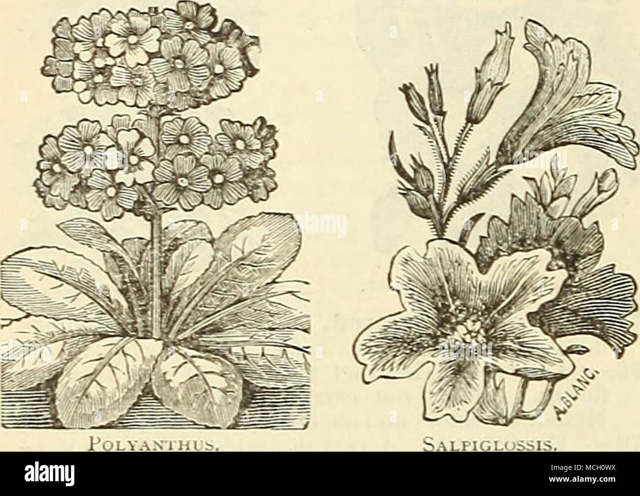 . bALPIGLUSSlS. PRIMULA SIN. FIM. FL. PL. (Double Chinese Primrose.) The followiuiT double-frin'.;ed Cliinese Primroses are viTv fine and can be highlv recommended ; 6 inches. 64J8 P. Alba. Double white 50 6450— Double Mixed. All colors 50 6429 Collection of Primula Sin., 12 fringed varieties.§1.25 6439 &quot; &quot; &quot; &quot; 6 '' &quot; 75 6449 &quot; &quot; &quot; &quot; 6 double flowermg..l.25 PYRETHRUM. (Golden Feather Varieties.) Handsome herbaceous i)lanis, of easy culture; valu- able for margins, beds, etc. Sow from December to April in a temperature of 60 degrees ; hardy perennial Stock Photo