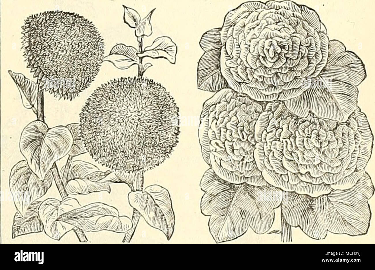 . Globe Sunflower Hollyhock. HIBISCUS. Showy, ornamental jilants, t'ui- mi.ved beds or shrub- bery borders, having large-sized, varied, and beautiful colored flowers. 5944 H. Africanus. Large, cream-colored flowers, with a brown centre; hardy annual; 14 feet 5 5945 — PaUistris. Large pink flowers; hardy peren- nial ; 3 feet 5 HOLLYHOCK. (Althaea Rosea.) This splendid plant now raidis with the Dahlia for summer decoration, and from its stately growth and the varied colors of its magnificent large spikes of flowers, may justly claim a place -in every large garden or jileasure ground. Our seed ha Stock Photo