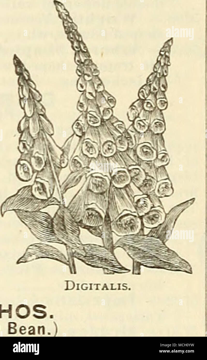 . DiCTAMNUS. DOLICHOS. (Hyacinth Bean. A dwarf French Hyacinth Dean, with beautiful clus- ters of jinrple and white flowers; tender annual; 2 feet. 5760 D. Lablab Xana, 3Iixed. Per oz., 30 cts 5 ECCREMOCARPUS. (Calampells.) A rapid growing climber, with pretty foliage; pro- ducing in profusion clusters of orange, tube-shaped flowers. 5775 E. Scaber 5 ECHEVERIA. Very desirable plants for bedding or for borders, blooming the second season. They can be wintered in a light cellar free from frost. 5776 E. Mixed 25 ESCHSCHOLTZIA. (California Poppy.) Very attractive jilaiits'for beds, edgings, or mas Stock Photo