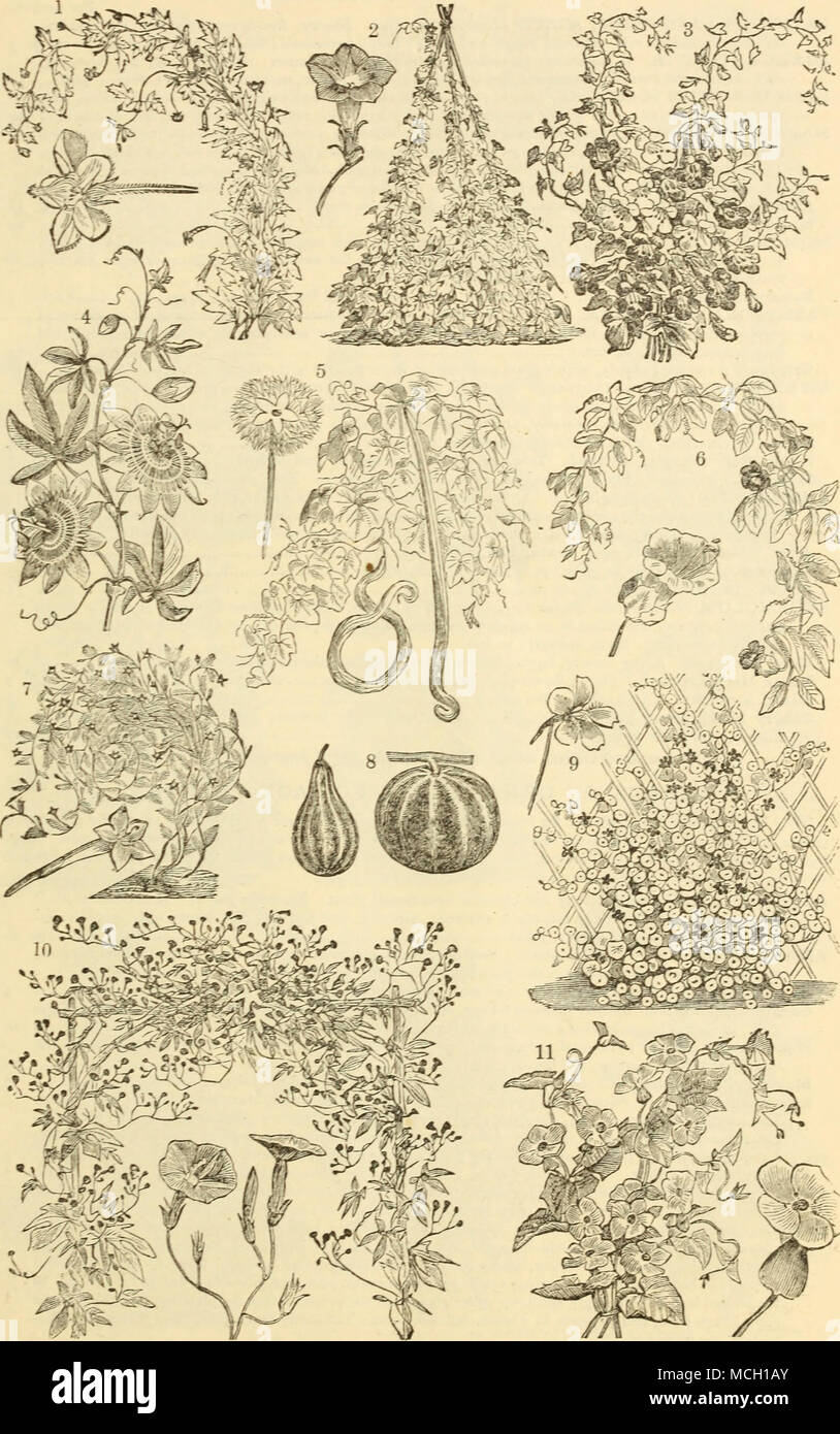 . i. Loasa Latkritia. 2. Ipomcza Huberi Variety, Japanese Hybrids. 3 Maurakdia Variety. 4 Passiflora Iscarnata. j 5. Tricosanthes Coluerina, Serpent Gourd. 6 CoejEa Scandens. 7. Cypress Vine Variety. , 8. Small Ornamental Gourds. Tr&lt;vp.eohm Mam ^ Variety, ok Tall Nasturtium. Ivy-Leaved Cypress Vine. Thl-neergia Variety,or Black- eyed Susan. Stock Photo
