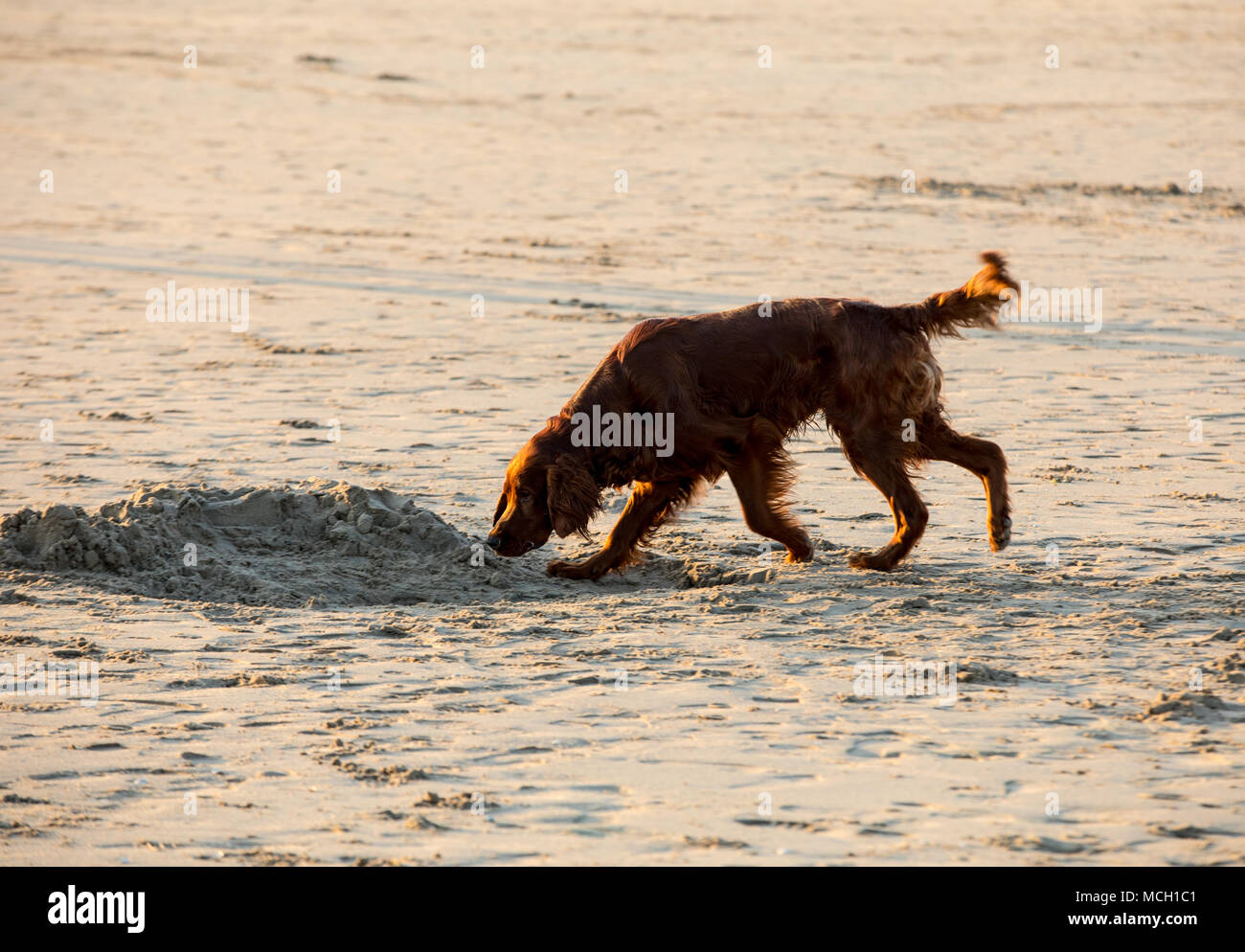 Red setter dog having fun on a beach Stock Photo - Alamy