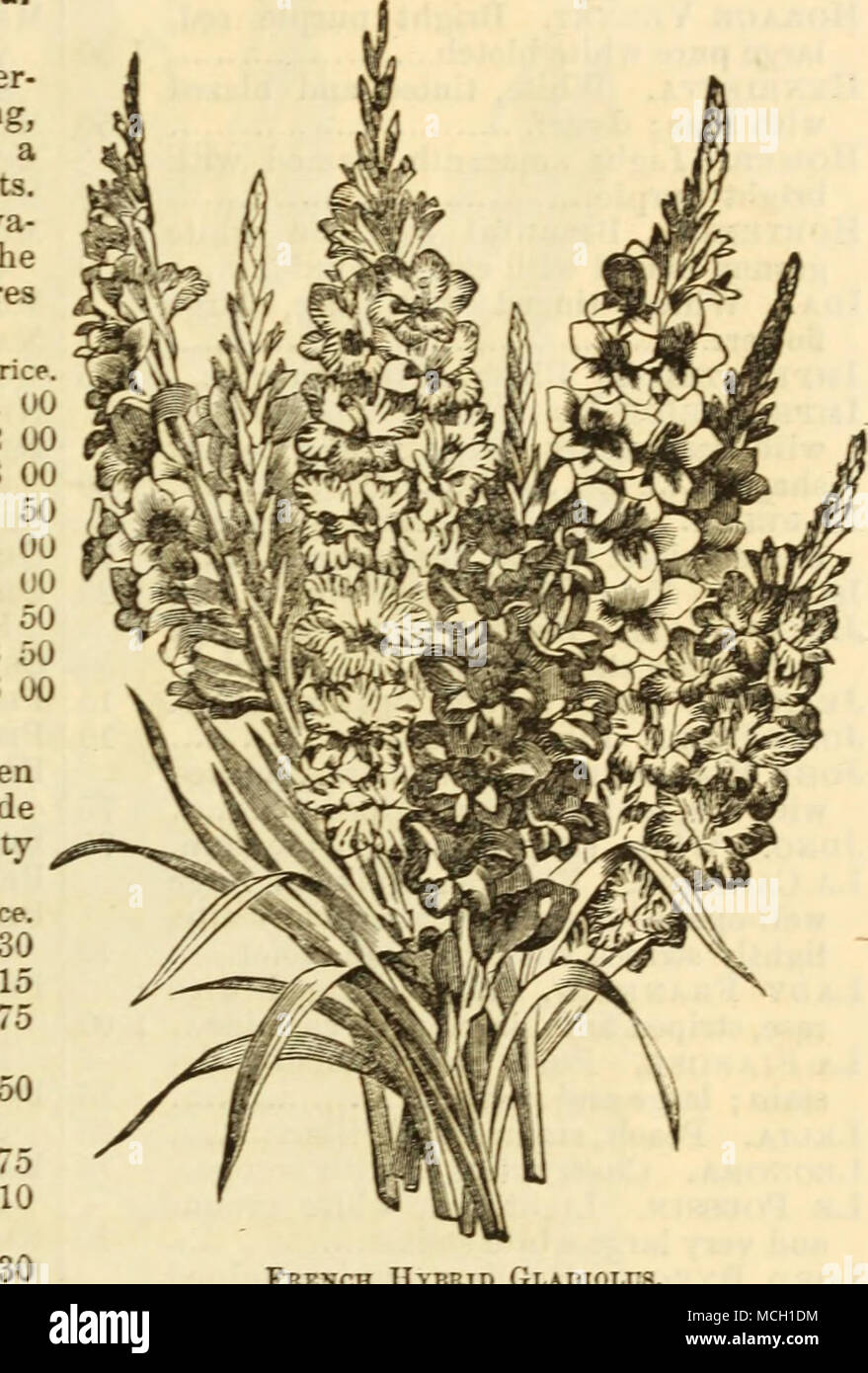 . 50 20 French Hybrid Gladiolus. Price. Clemence. White, with crimson flakes. 20 Comte de Morny. Dark cherrv, white blotches 20 Couranti FuLGENS. Dark crimson 10 Cuvier. Amaranth,blazed with purple. 25 Daphne. Light cherry, dark stripes 20 De Candolle. Cherry, blazed with red. 50 De Lamarck. Light cherry color, blazed with red; white stains $1 25 Delecatissima. White, slightly tinged, with carmine lilac 50 Diana. White, flaked with red 30 Didon. White, suffused with lilac 75 Don Juan. Orange and fire-red 10 Dr. Lindley. Light rose, blazed with cherry 50 Due de Malakoff. Orange red, blazed with Stock Photo