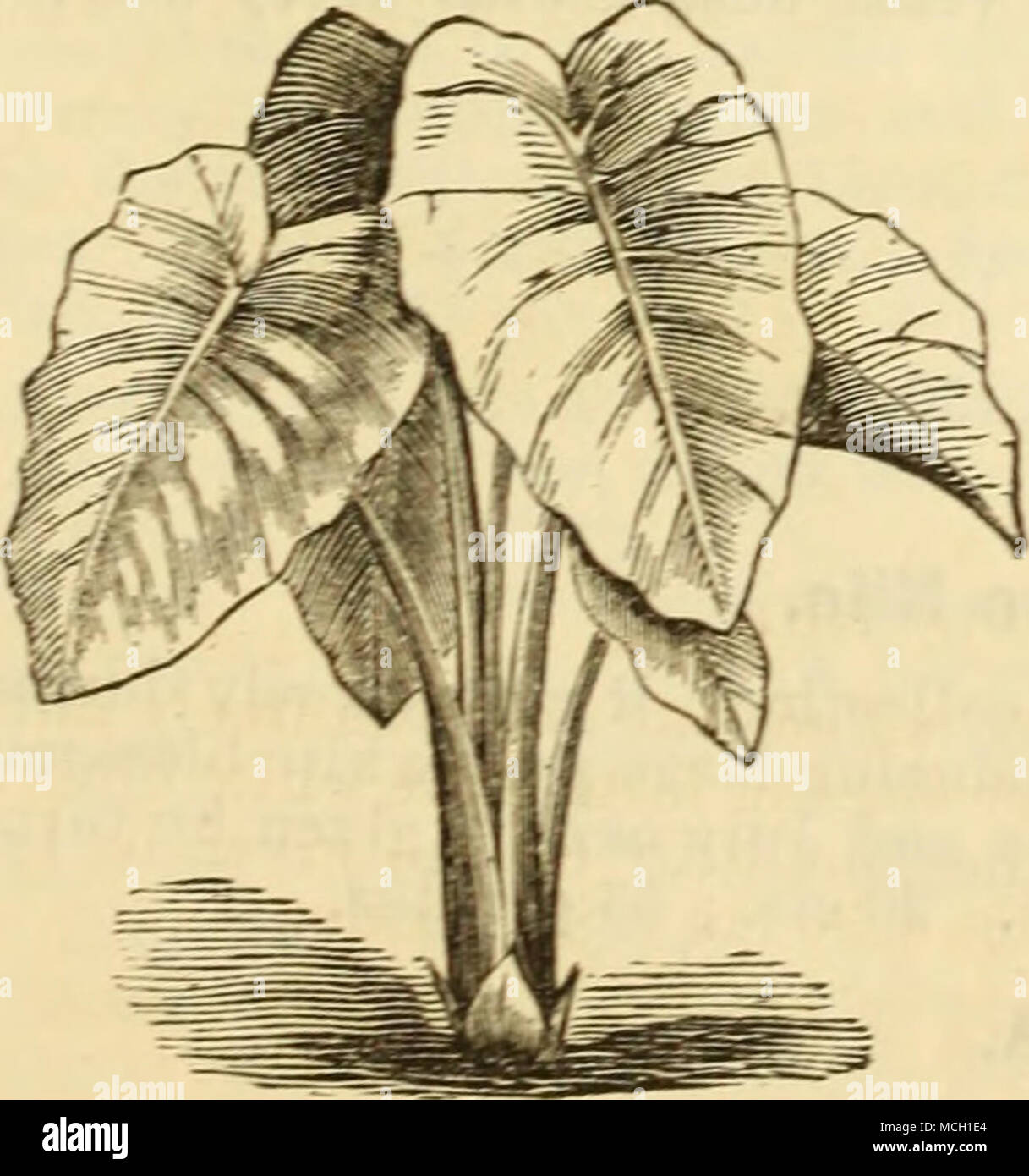 Page 2 Caladium Colocasia High Resolution Stock Photography And Images Alamy