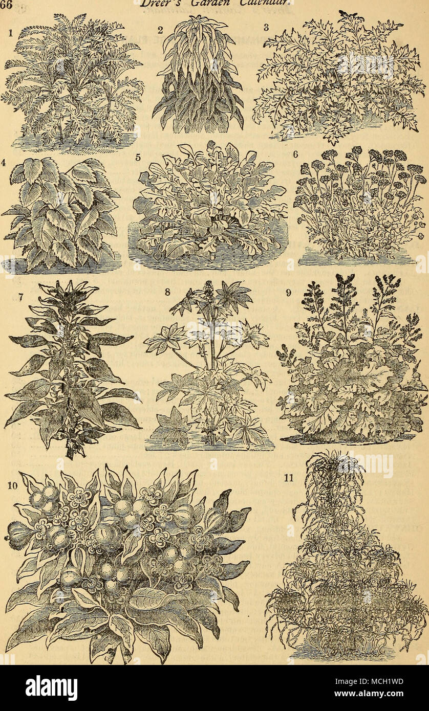 . 1. Centaurea Gymnocakpa. 2. Amaranthus Gordoni. 3. Centaurea Clementei 4. Pertlla Nankinensis. 5. Centaurea Candidissima. 6. CiNERAEIA MarITIMA, OR DUSTT MlLLER. 7. Amaranthu-s Tricolor, ok Joseph's Coat« 8. RiciNus Variety. 9. BocooxiA Japonica. 10. Euphorbia Variegata. 11. AMABAwnroB SAMCiPOUxra, OR Fountain Plant, Stock Photo