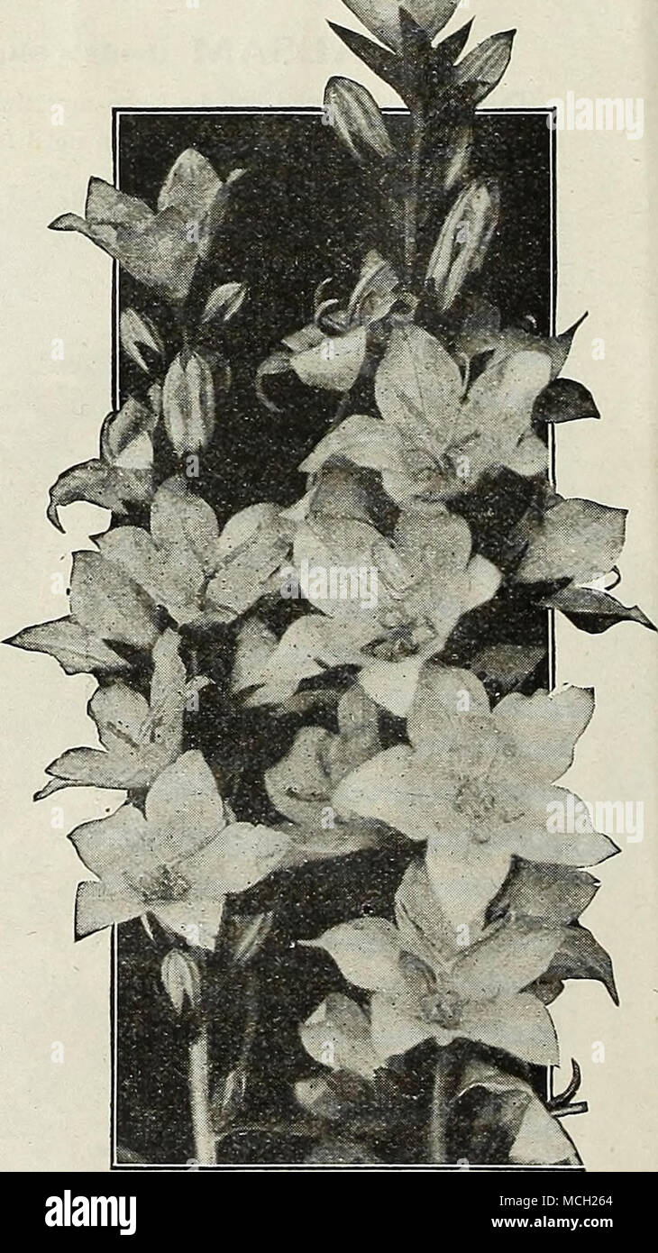 . Campanula. Pyramidalis (Chimney Bellflower) For Complete List and Cultural Notes see our Garden Book for 1924 Stock Photo