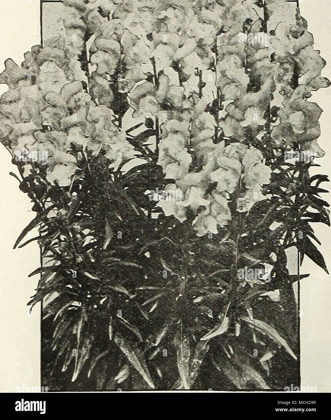 Blooms May September Stock Photos Blooms May September