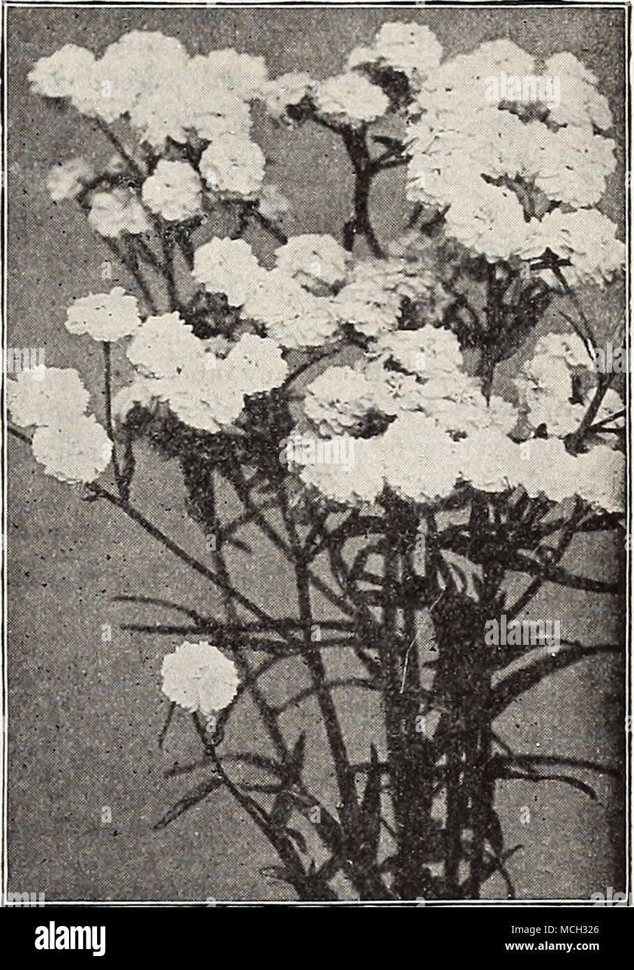 . Achillea &quot;The Pearl.&quot; General List of Hardy Perennial Plants. For New and Rare Varieties see pages 196 to 202. NOTE.—All orders are forwarded upon receipt, unless instructed to the contrary. Customers placing orders for Stock to be reserved and sent later must distinctly specify this at the time of ordering. AC^ENA (New Zealand Burr). Pretty evergreen rock plants of cushion-like growth, cultivated for their showy, crimson spines, which are borne on the calyx. Buchanani. Glaucous green fern-like foliage. 25 cts. each; §2.50 per doz. Microphylla. Pretty dark bronze foliage. 25 cts. e Stock Photo