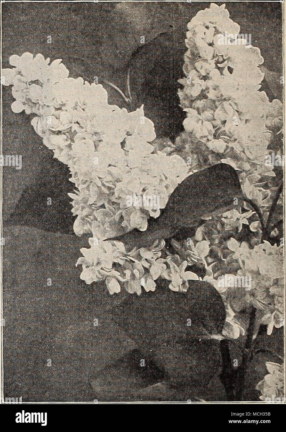 Syringa Or Lilac Mme Casimir Perier Svkinga Or Lilacs Lilac Charles X A V Strong Rapid Growing Variety With Largi Shining Leaves Trusses Rather Loose Large Reddish J Nrjilc 50 Cts Each A Common