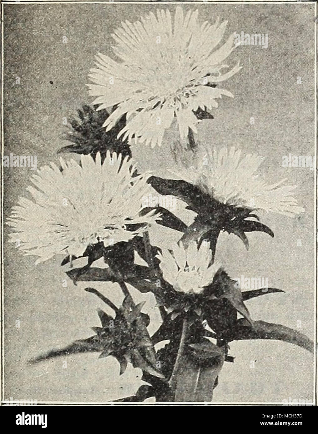 . â¢Vc V^a Stokesia Cyanea (Cornflower Aster). SPIII./52A (Goat's Beard, Meadow Sweet). Aruncus, A noble variety, 3 to 5 feet high, producing in June and July long feathery panicles of white flowers. â Kneiffi, A new variety, 3 to 4 feet high, with foliage divided as fine as a fern, with great sprays of silvery-white flowers in June. 50 cts. each; $5 00 per doz. Astilboides. Feathery white flowers in June; 2 feet. &gt;-V Chinensis. A distinct and handsome species, with large heads of silvery-pink flowers in June and July; 2 feet. 25 cts. each; $2.50 l^er doz. Pilipendula Fl. PI, i^DoubU-flower Stock Photo