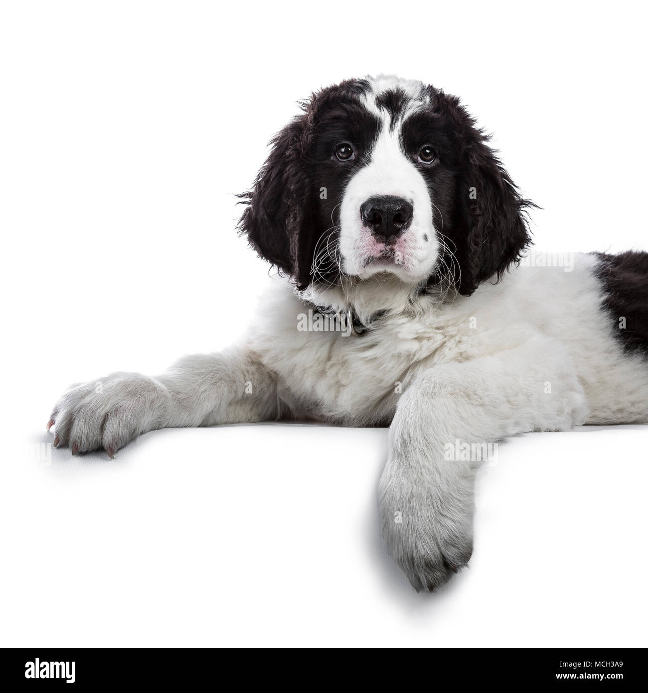 Portrait of sweet black and white Landseer pup / dog laying down with paws over edge isolated on white background looking into lens Stock Photo