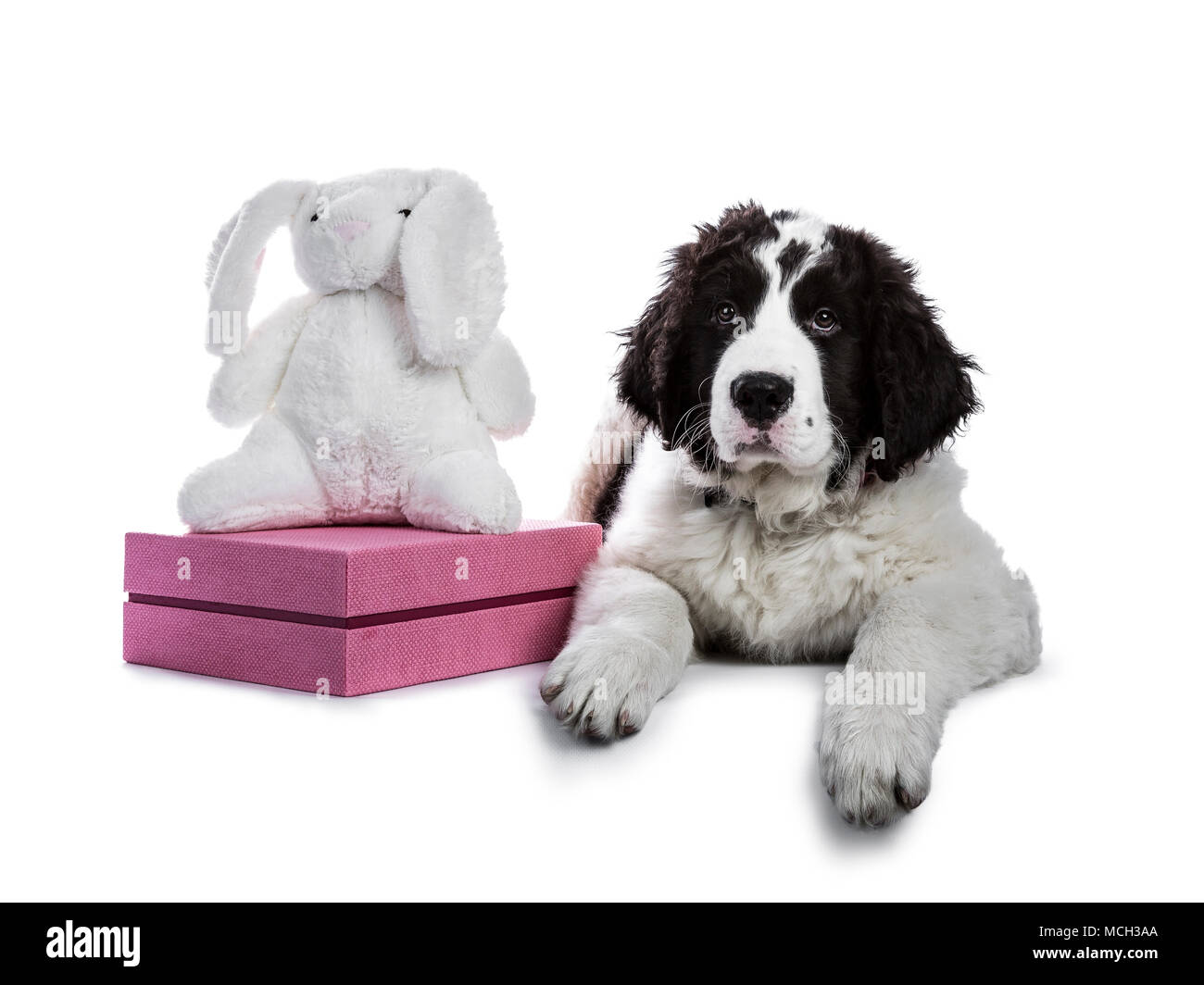 Sweet black and white Landseer pup / dog laying down with white toy rabbit and pink box isolated on white background looking into lens Stock Photo