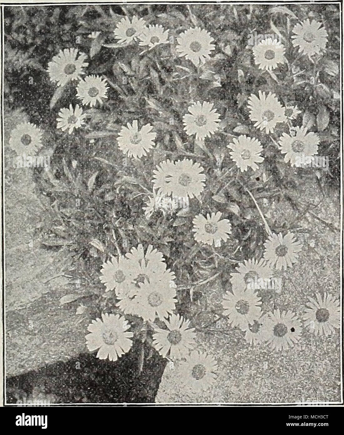 . Aster Alpinus on Rockery. rirs. F. W, Raynor. Light reddish-violet; 4 feet. Novae AngliJe. Bright violet-purple ; 4 feet. Rosea. Bright purplish-mauve; 4 feet. Rubra, Deep reddish-violet; 4 feet. Ptarmicoides. Neat and distinct; pure white; useful for cutting; August and September; 18 inches. Robt. Parker. Pale heliotrope ; large; 4 feet. Snowflake, Very free, pure wliite ; 18 inches. St. Brigid. White-tinted lilac ; August and September; 3-} feet. Thos. S.Ware. Lilac-mauve; 3J feet. Top Sawyer. Clear Parma-violet color ; 4 feet. TrinervUS. Rich violet-purple; October and November; 2J feet.  Stock Photo