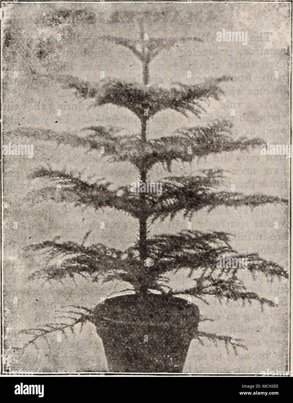 Anthikium Aralia Elegantissima Araucaria Excelsa Araucaria Norfolk Island Pine The Following Cultural Notes Have Been Written By Mr Eben E Rexl Ord Expressly For This Book Quot The Araucaria Is Of Remarkable Sym