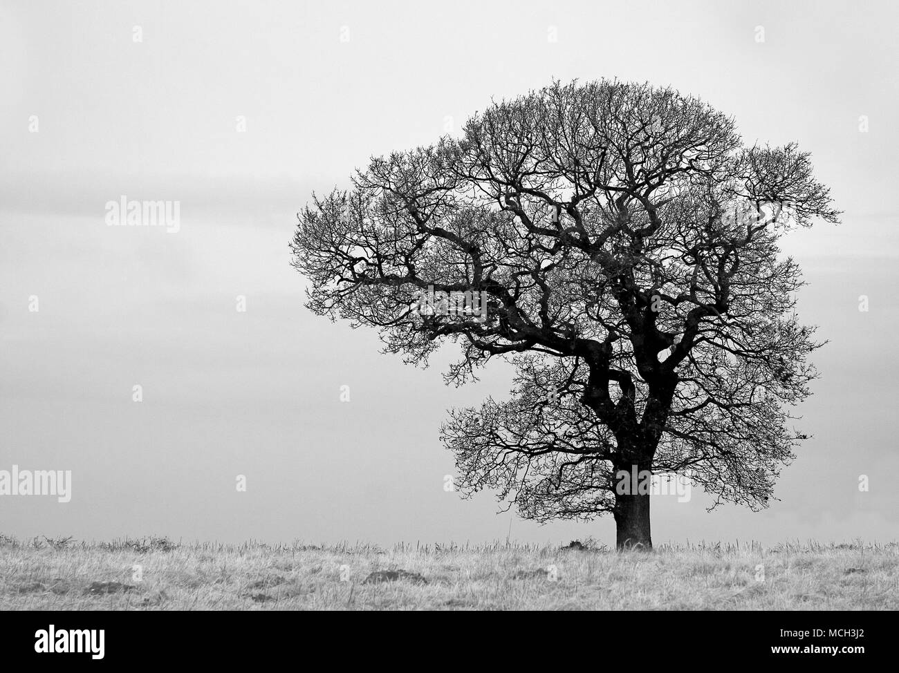 Solitary tree with no leaves Stock Photo