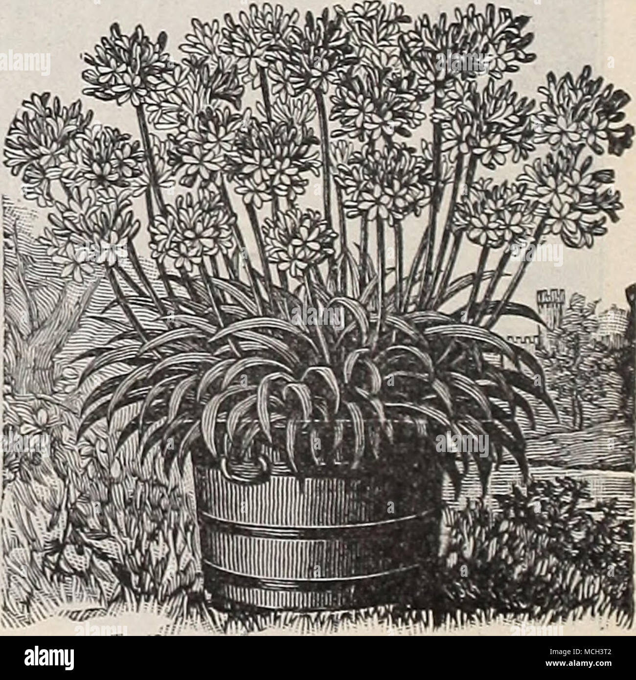 . Agapanthus. For ABUTILONS, ACALYPHAS, ACHYRANTHUS, AGERATUMS, ALTERNANTHERAS and ALOYSIA see page 123. Stock Photo
