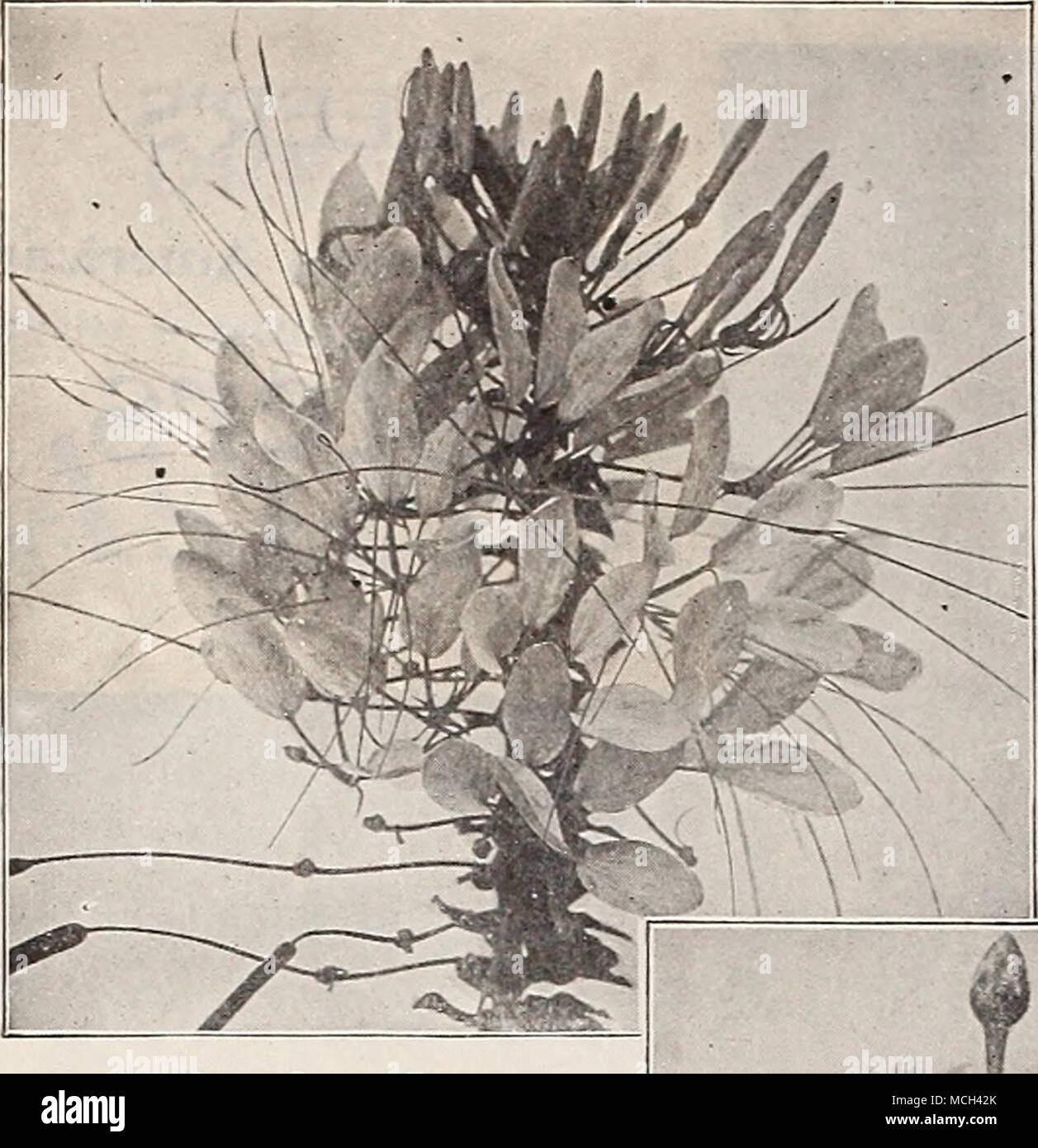 Free Flowering Begonia Stock Photos Free Flowering Begonia Stock