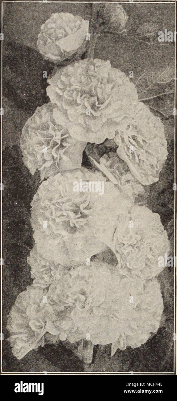 . Hollyhock Single They are usually of freer growth than the doubles, and present a very handsome appearance when covered with their artistic blossoms. We offer the following distinct colors, also mixed. SPECIAL PER SPECIAL PER PKT. PKT. PKT. PKT. 2793 Chamois $0 40 $0 10 2796 Scarlet $0 40 $o 10 2794 Maroon 40 10 2797 White 40 10 2795 Pink 40 10 2798 Yellow 40 10 2799 Collection a packet each of the 6 colors 50 2800 Mixed. Containing all colors from purest white, pink, rose and yellow to the deepest black-maroon, j oz., 30 cts 10 Ice Plant 2831 Mesembryanthemum Crystalinum. Dwarf-trailing ann Stock Photo