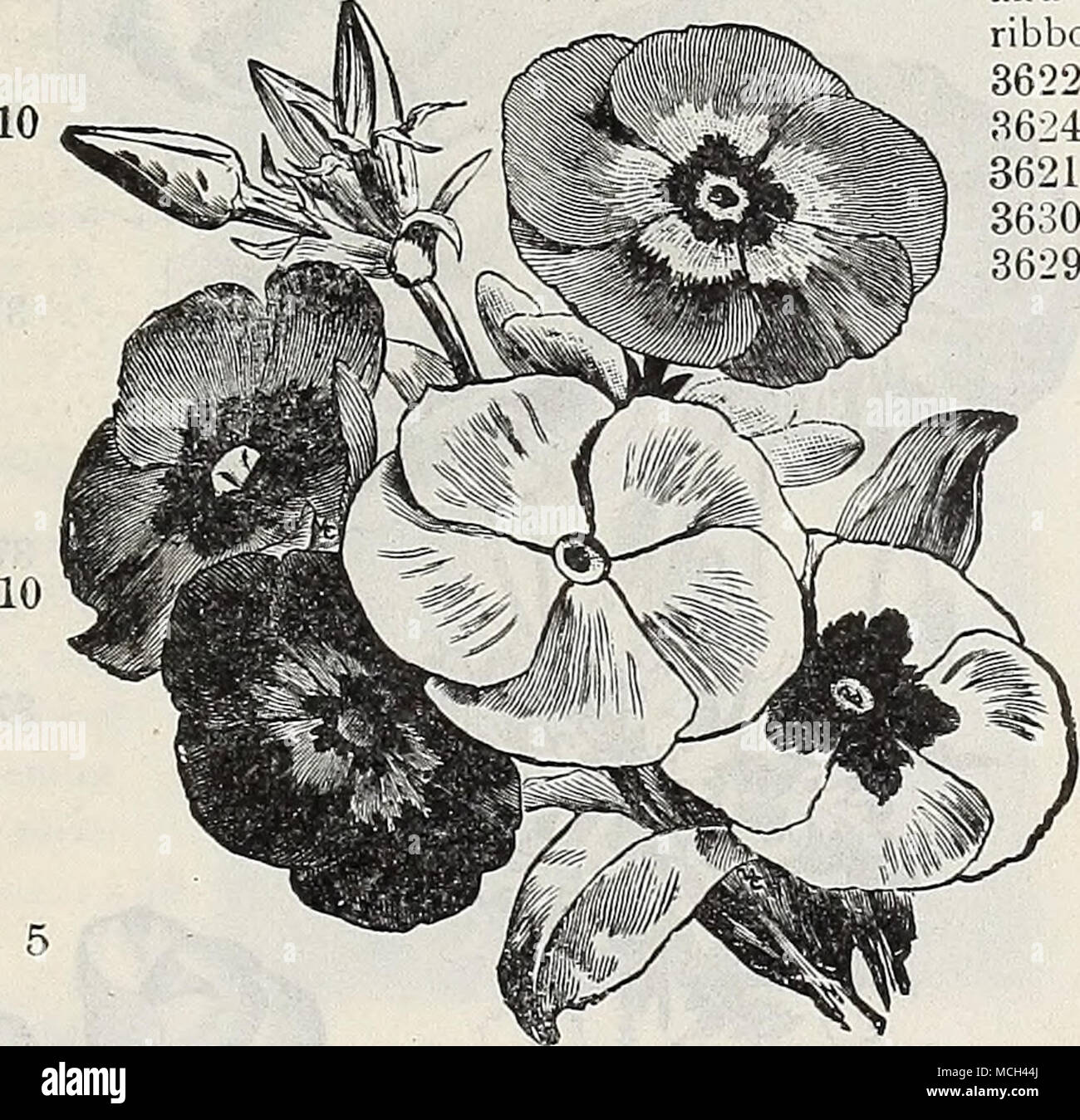 Grandifl Stock Photos Grandifl Stock Images Alamy