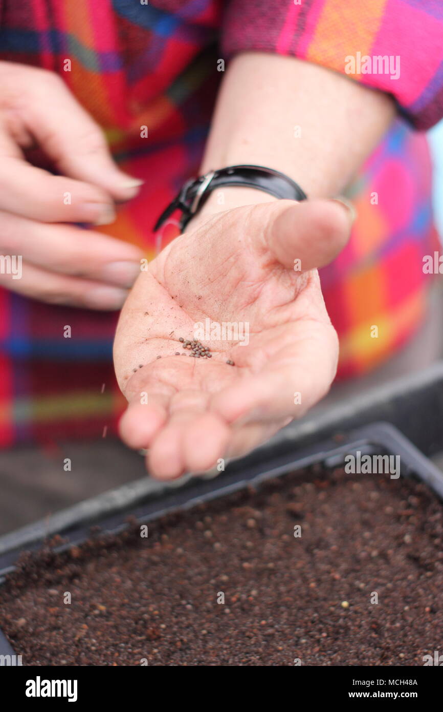 Seed sowing. Seeds of Kale 'Curly Scarlet' leaf cabbage are sown into seed sowing compost by a male gardener in early spring, UK Stock Photo