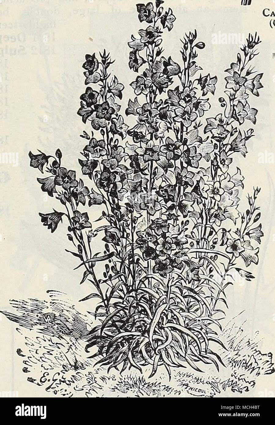 . â ^^^^t^y^iii^ Campanula Persicifolia Grandiflora. V CANDYTUFT. Campanula Media Calycanihema. (Cup and Saucer Canterbury Bells.) Canterbury Bells. V*^ (Caiii})anula Media.) Calycanthema [Cup and Saucer Canlerbiny Bells). This is unques- tionably the finest type of this old- fnshioned and much prized garden plant. The increasing demand has induced us to oft'er it in separate colors as well as in mixture, viz.: PER PKT. 1731 Rose. Delicate rosy-pink. 10 1738 Blue, A fine, clear shade. 10 1734 Striped. White striped blue 10 1735 White. Pure white 10 1732 Finest Mixed. All colors of the Cup and  Stock Photo