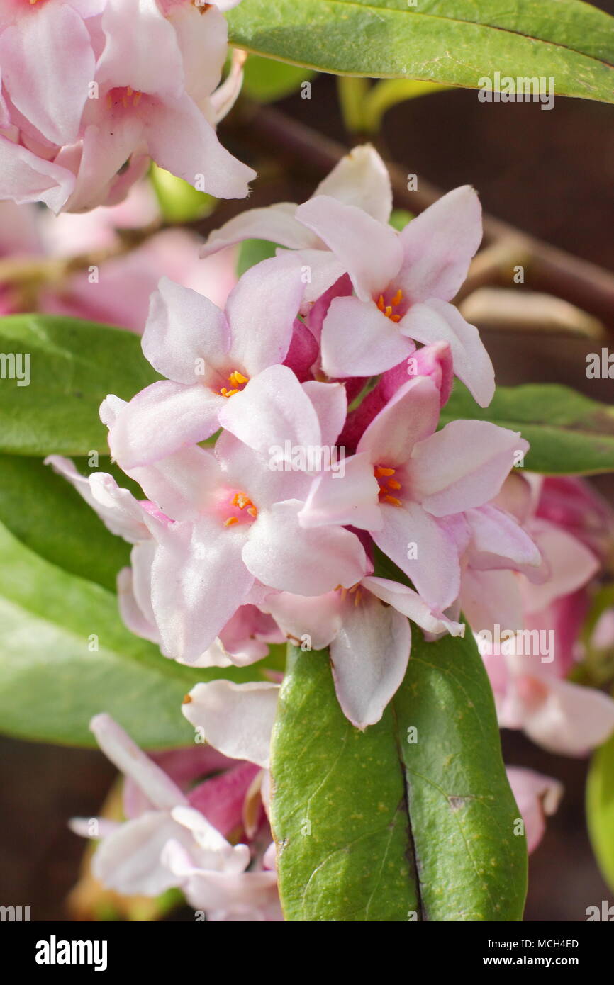 Daphne bholua 'Jacqueline Postill', late winter flowering, highly fragrant shrub, UK Stock Photo