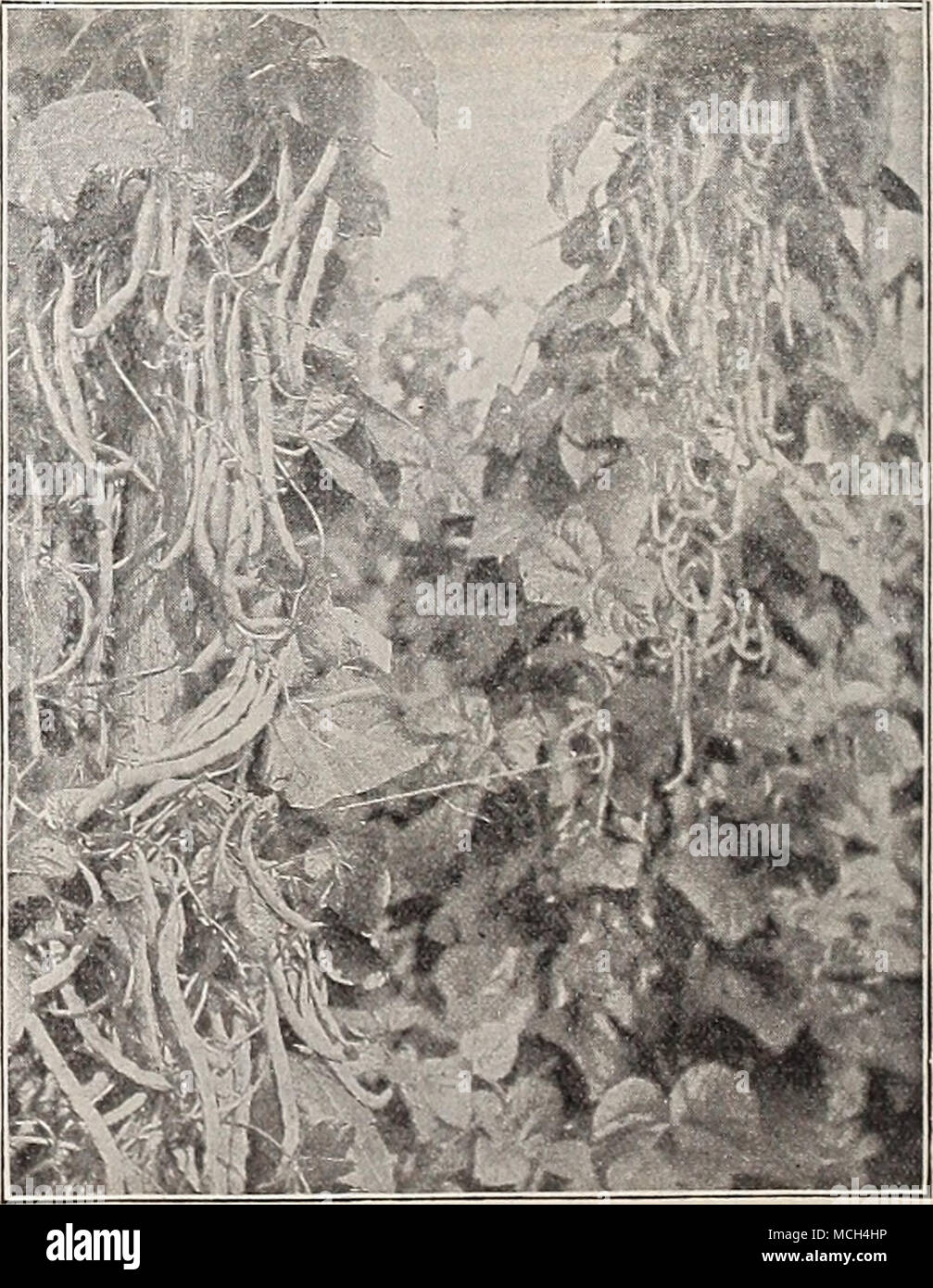 Kentucky wonder hires stock photography and images Alamy