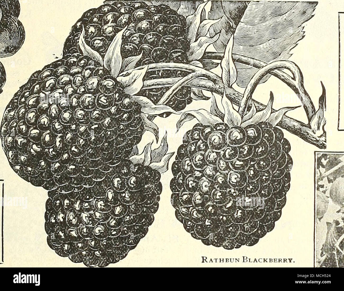. Books on Berries. Biggle'b Berrj' Barry's Fruit Book $o Gar- 50 den, . T •50 Bailey's Fruit Grow- ing Small Fruit C I uhur- 25 ist ... I 00 Strawberry Cii Iture. I 25 Rathbun Blackberry. GOOSHBHRRIBS. of the English type; fruit large, oval, greenish-yellow, trace of mildew. 15 cts. each; $1.50 per doz.; $10.00 Gooseberries demand rich soil and good culture. One of the most successful Ameri- can growers uses a heavy manure mulch around his Gooseberry bushes during the heat of miilsummer, thus escaping mildew. We off'erstrong two-year-old plants of the following most desirable varieties : Colu Stock Photo