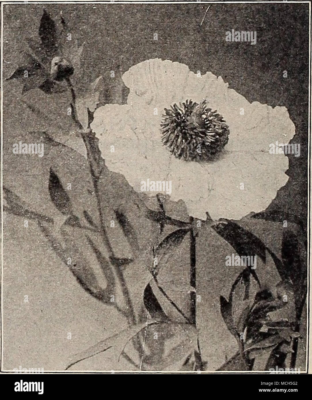 . Romneya Coulteri Plant liberally of Gypsophila Bristol Fairy for cutting, see colored illustration, page 194 Stock Photo