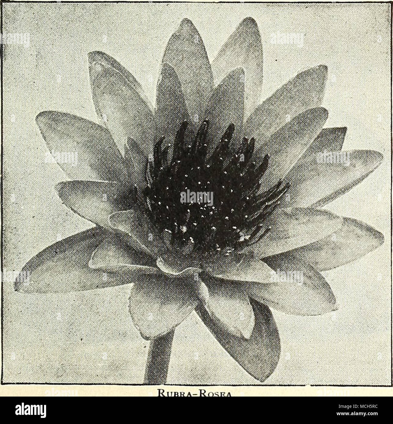 . Frank Tki^lfase. Frank Trelease. (Crim- son Devoniensis'). This supeib tender night- blooming Water Lily sur- passes all other red va- rieties by the brilliancy and depth of the rich, glowing dark crimson of its flowers, which are identical in form to N. Devoniensis, 9 to 10 inches in diameter; slam- ens reddish-bronze, crim- son at the base; foliage 15 inches across, den- tated, of a glossy dark bronzy-red, resembling in color the foliage of Black Beauty Canna. $250 each. Lotus (A^. tlieniinlis, D. C). The White Lotus, leaves dark, glossy green, 12 to 20 inches in diameter. Flowers white, t Stock Photo