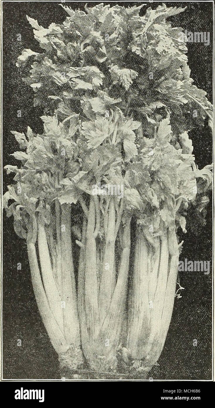 . Originator's Golden Self-Blanching Celery. Dreer's Monarch Celery. (See page 10.) Pkt., 10 cts.; oz., 35 cts.;  lb., 31.00. Perfected White Plume. We offer a choice strain of this valuable and popular variety. It is unsurpassed for fall and early winter use, requiring; very little earthing up to blanch it. Pkt., 10 cts.; oz., 25 cts.;  lb., 75 ct=;. Originator's Golden Self-Blanching (French-grown seed). (See cut.) We have secured a stock of seed from the origi- nator in France, and recommend it as being better than the ordinary American-grown seed. It produces a more solid stalk. Pkt., 10 Stock Photo