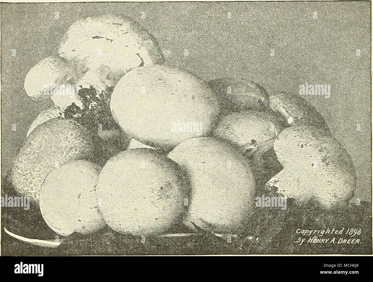 . NEW BOOK ON flUSHROOMS. Geo. F. Atkiiij^on. Contains over 'ioi- half-lone engravings and several colored plates, being the finest illustr?tions of American Mushrooms ever published. The most dangerous varieties are fully illustrated. Full cultural directions, with flashlight photos of ISlushroom houses, cellars, caves, etc. Price, -?3.U0, postpaid. A Pl.^te of Vell-gk')vn Mushkooms. „ ^ —«-wr. cts.; oz., 10 cts.;  lb., 25 cts.; lb., 75 cts. White Creole [White Velvet&quot;). Pods free from ridges and very tender. Pkt., 5 cts.; oz., 10 cts.;  lb., 20 cts.; lb., 60 cts. Improved Long Green Stock Photo
