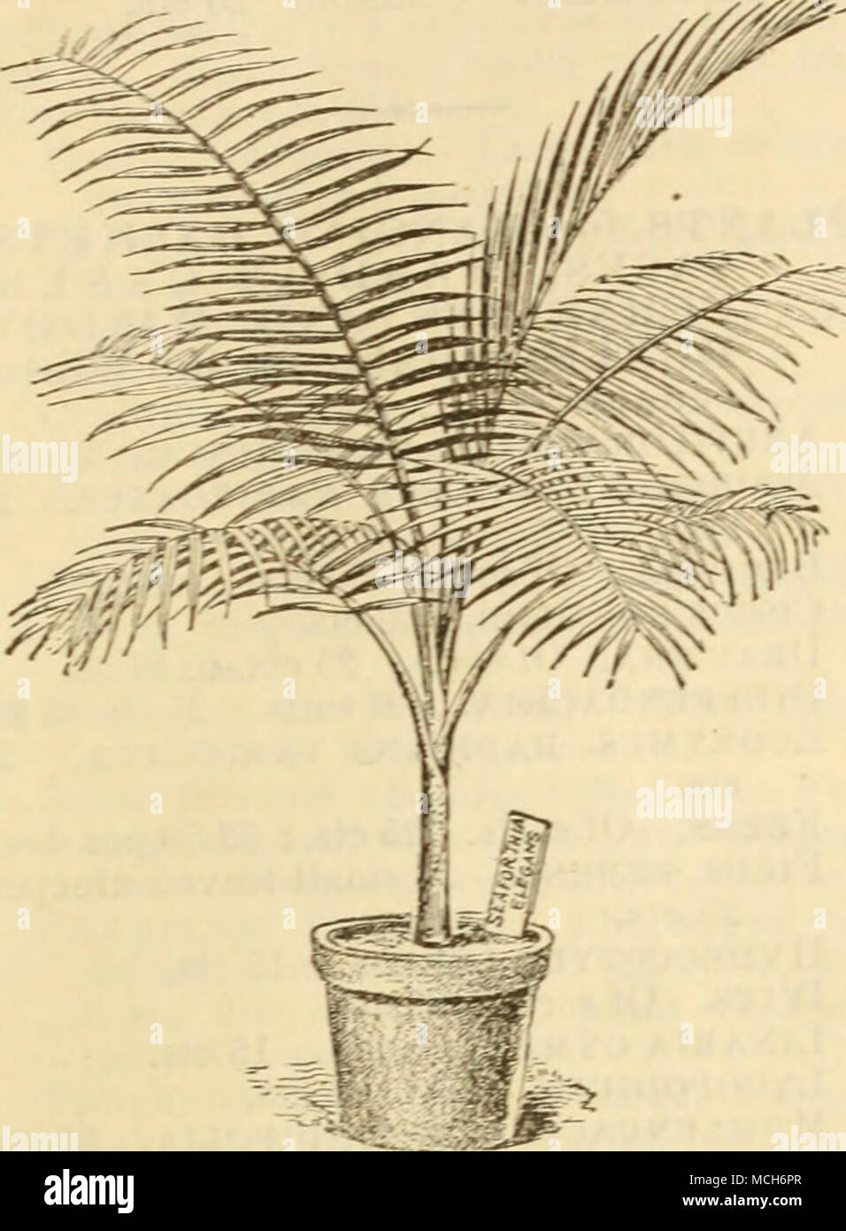 . Abeca. Lutescens. Fine yellow stems. $3 to $r;. VePwSCHaffelti. One of the most ele- gant varieties. $3 to $10. Cham.erops excelsa. a handsome fan palm. .$1 to .*.3. GlESBRECHTI. $3. HUMULIS. -SS. Cocos ^VEDDELLIA^â¢A. One of the most graceful i^alras. $5. CORYPIIA AUSTKALIS. (Australian Fan Palm.} 50 cts. to $3. CycaS BEVOLUTA. (Sago Palm.) $10. Lataxia Boebonica. (Chinese Fan Palm.) One of the handsomest, ou cts. to .$5. LivisTONA Oliv^formis. .$5. OrEODOXA KEGIA. :i3. Phcexix dactylifera. (The Date Palm.) $2.50 to $8. ItECLIXATA. .$S. Sylvestris. $3 to $10. Seaforthia Elegans. Of easy cul Stock Photo