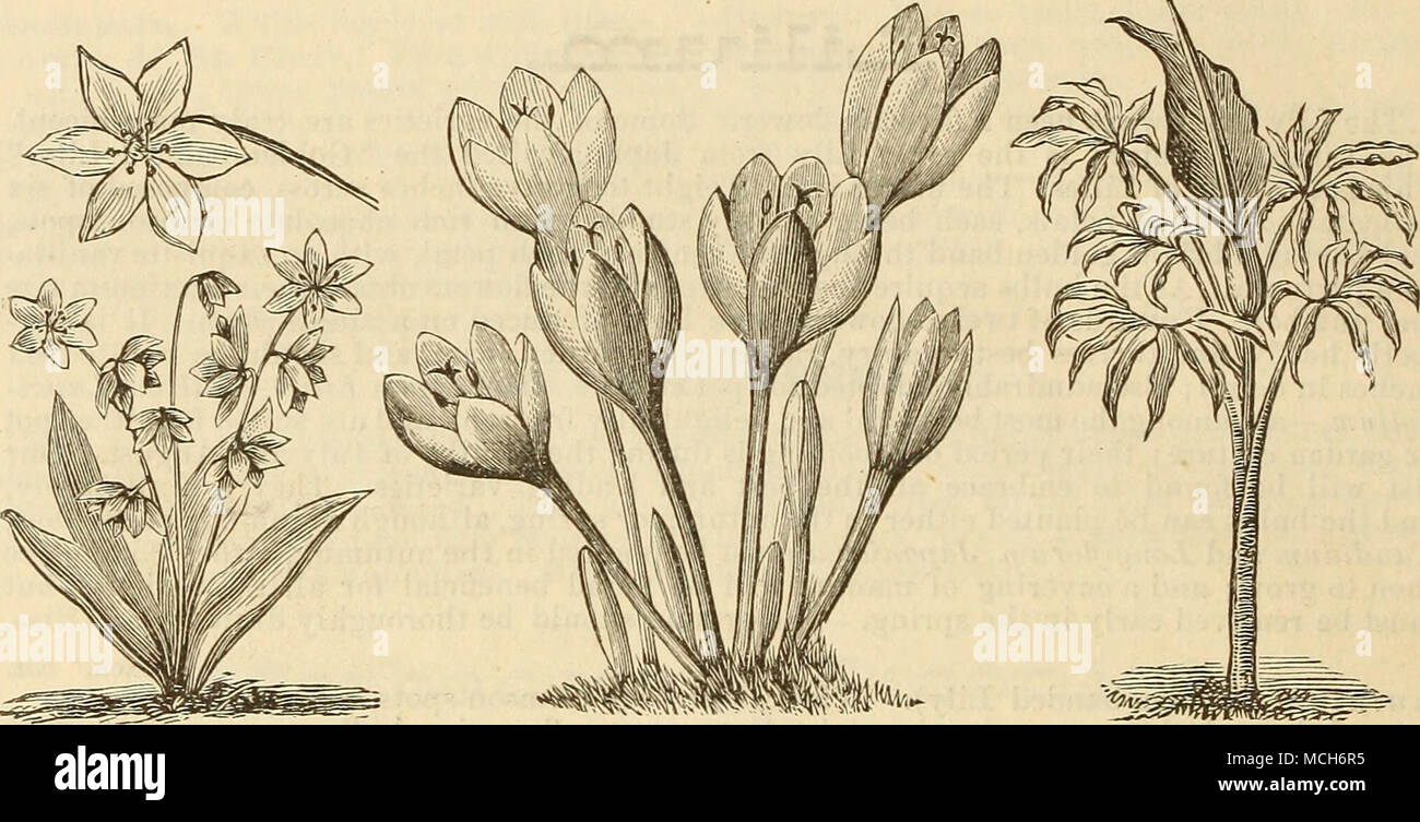 . SCILLA SIBERICA. COLCHICUM AUTUMNALIi ARUM DRACUNCULUS. MISCELLANEOUS HARDY VARIETIES. For garden culture, and when suitable for pots, they are so designated; a covering of leaves or long manure is beneficial during the winter, Avhich must be taken off&quot; early in the spring. EACH. DOZ. Alstroemeria chilensis. Mixed. This variety produces its flowers from June till September, of all the various colors of the rainbow, and should be planted at least one foot deep, also fine for pot culture 20 $2.00 Amaryllis longittora alba. Beautiful funnel-shaped large white fragrant flowers, free bloomin Stock Photo