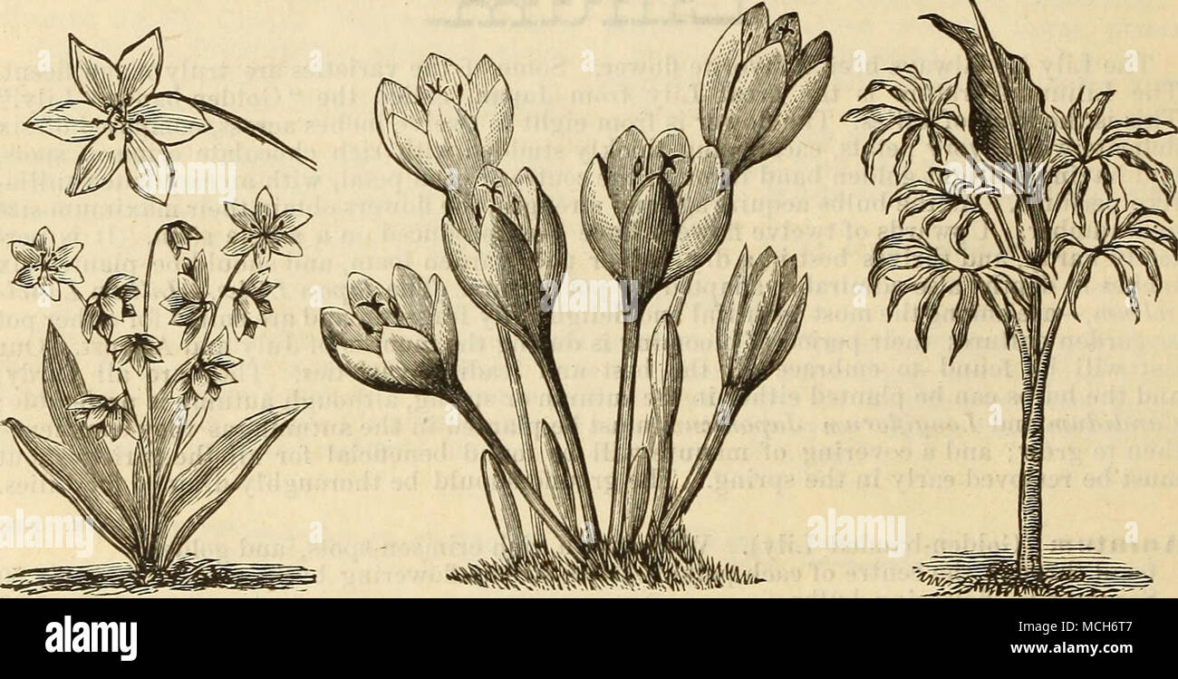 . SCILLA SIBERICA. COLCHICUM AUTUMNALIS. ARUM DRACUNCULUS. MISCELLANEOUS HARDY VARIETIES. For garden culture, and when suitable for pots, they are so designated; a covering of leaves or long manure is beneficial during the winter, which must be taken off early in the «pring. EACH. DOZ. Alstroemeria chilensis. Mixed. This variety produces its flowers from June till September, of all the various colors of the rainbow, and should be planted at least one foot deep, also fine for pot culture 20 $2.00 Amaryllis longiflora alba. Beautiful funnel-shaped large white fragrant flowers,free blooming, long Stock Photo