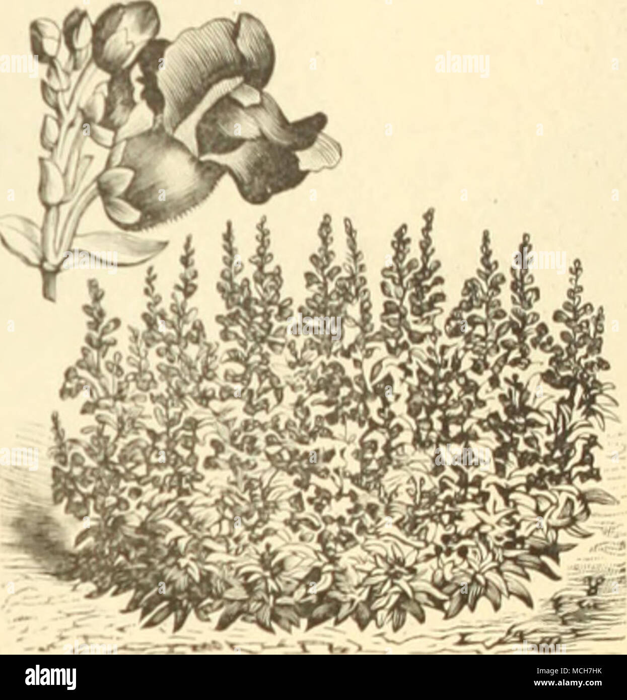 . ANTIKKHl.SfM, lOM TUUHB. Tr. pkt. Anthemis arabica 10 Antirrhinum majus, mixed 10 l-'irefly 10 Queen of the North, while 20 Niobe, white and crimson 15 Nanum picturatum 10 Tom Thumb, yellow 15 &quot; &quot; mixed 15 Aquilegia chrysantha ( Co/i/irw i/&gt;a/'&gt;'&lt;f(/) . . 25 chrysantha alba 5° cccrulea 3° glandulosa 5° single mixed 10 double mixed 10 Arabis alpina 25 Aralia Sieboldii. 50c. per looo seeds .... Aristolochia elegans, ^/i?^a«/r/»»/^fr 5° sipho [Dutchman's Pipe) 4° Krm&amp;r'xAiarTaoiv^ {Sea Pink or Thrift) . ... 10 Oz. 30 20 25 75 50 25 50 40 1 00 2 50 I 50 20 20 1 00 2 50 2 0 Stock Photo