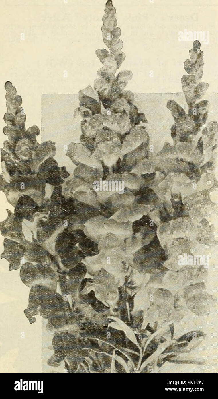 . Dreer's Large-Flowering Antirrhinum Antirrhinum—Snapdragon Large-Flowering Half-Dwarf Sorts These grow about 18 inches high, with good spikes of very large flowers. When grown under glass they attain a height of 2 feet or more. xr. pkt. Oz. Amber Queen. Amber, sufEused chamois. .. .$0 25 $1 25 S5 1 25 25 1 25 25 1 25 25 1 25 25 1 00 25 1 25 25 1 25 25 1 00 25 1 25 25 1 00 Empress. Rich crimson. Ptnk Perfection. Hermosa pink suffused salmon Peerless Pink. Shell pink Gloria. Deep rose Golden Queen. Rich yellow Flame. Fiery scarlet Prima Donna. Terra cotta pink, white tube Pnrity. Pure white Si Stock Photo