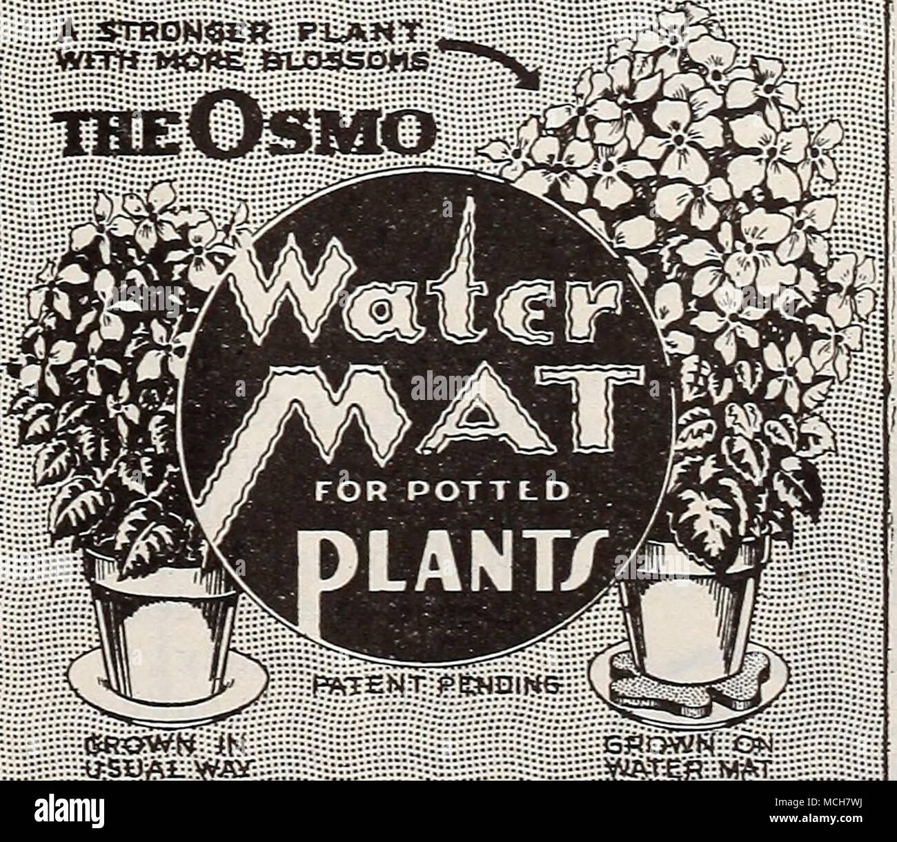 . medium size, for 4 to 5| inch pots 30c; up to 3| inch 25c, postpaid. Watermat. The Watermat makes it possible to have plants in the home that are as perfect as those grown in the greenhouse. Place the mat in the saucer below the plant and keep moist at all times. This is in addition to the regular watering. Gives remarkable results with many kinds of plants. Large size, for 6 to 8 inch pots 35c; small size for pots 74 Stock Photo