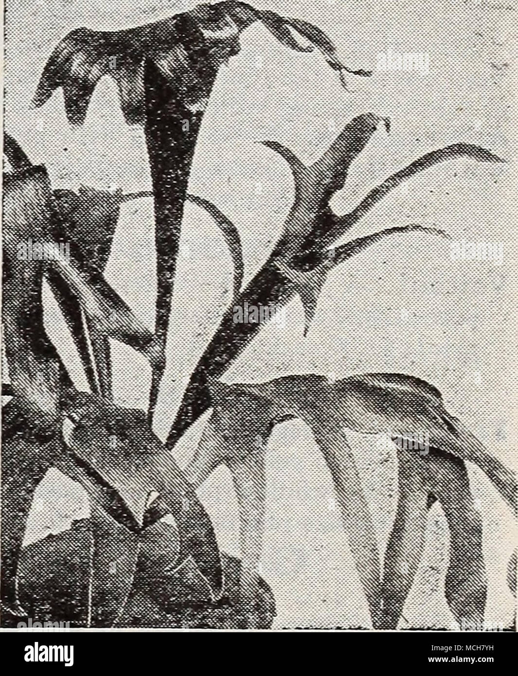 . Platycerium alcicorne—Stag Horn Fern Asplenium Nidus Avis (Bird's Nest Fern). We have a splendid lot of these interesting house Ferns. They are easy to grow. 3-inch pots 50c; 4-inch pots $1.00, each. Stock Photo