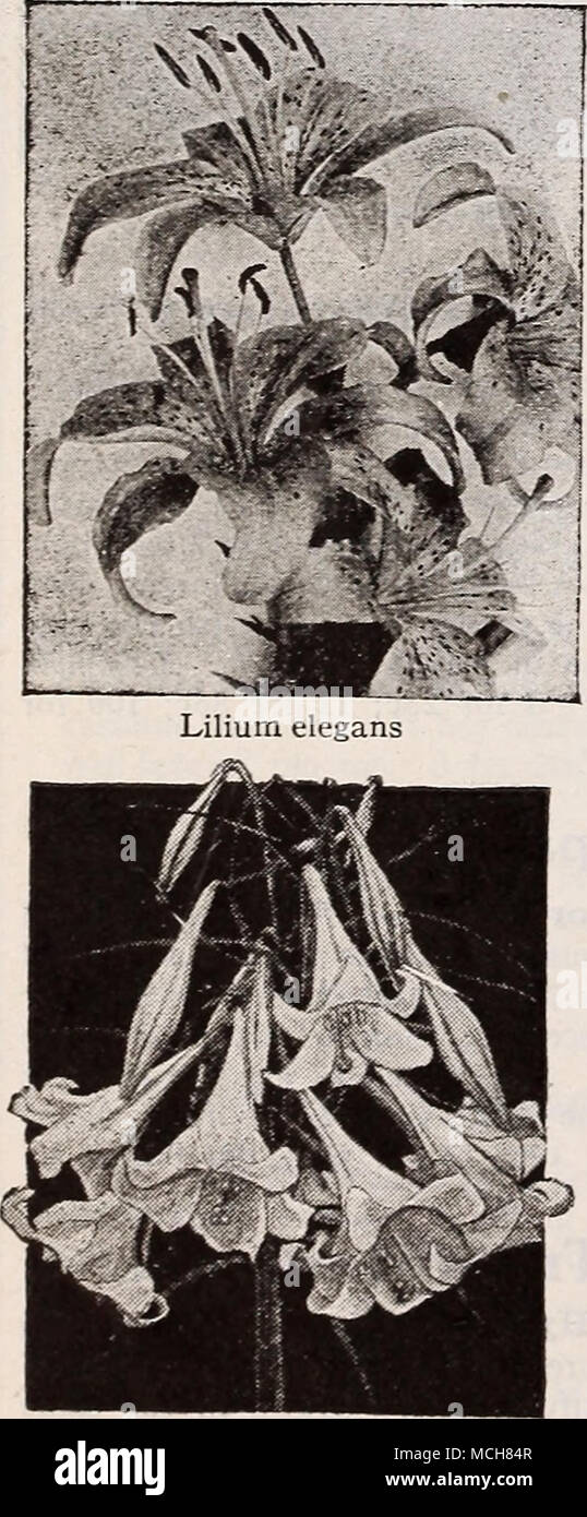 . Planting Lily Bulbs Please note the delivery date for the dif- ferent varieties which depends upon the time the bulbs mature. Unless you are prepared to care for those received late we suggest that you buy in spring as the bulbs are so perish- able that we cannot accept their return. Cover the soil where Lilies are to be planted with hay, straw, etc., to keep the frost out until planting time. Philippinense formosanum Dream or New Wonder Lily Auratum Gold Banded Lily of Japan ® Large, graceful, fragrant ivory white flowers. They are studded with chocolate-crimson spots and striped through th Stock Photo