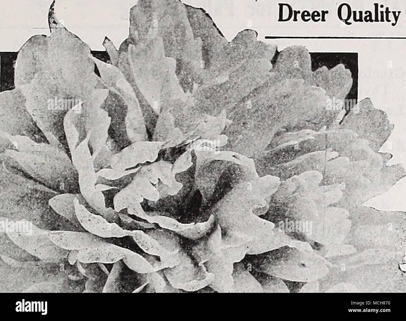  dreer quality hardy perennial plants for fall planting stock