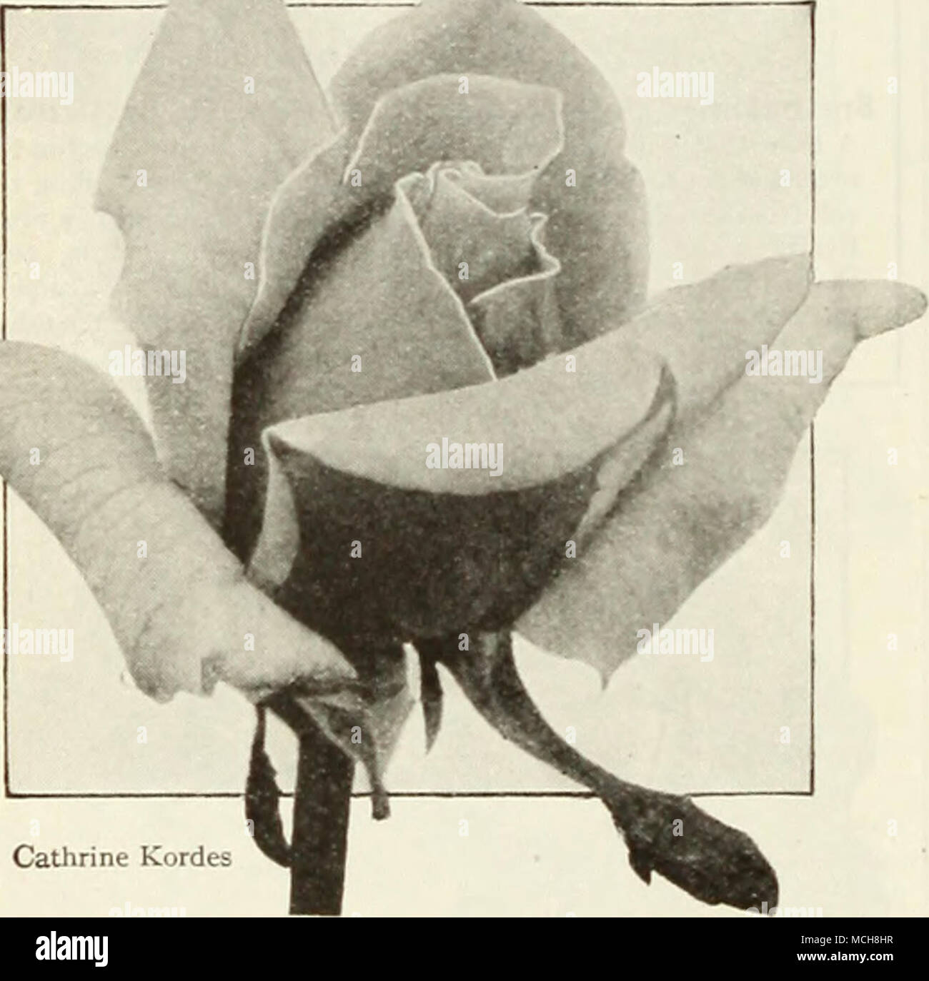 Hordes Roses . Cathrine Kordes Cathrine Hordes. A very showy large Rose with rich ...