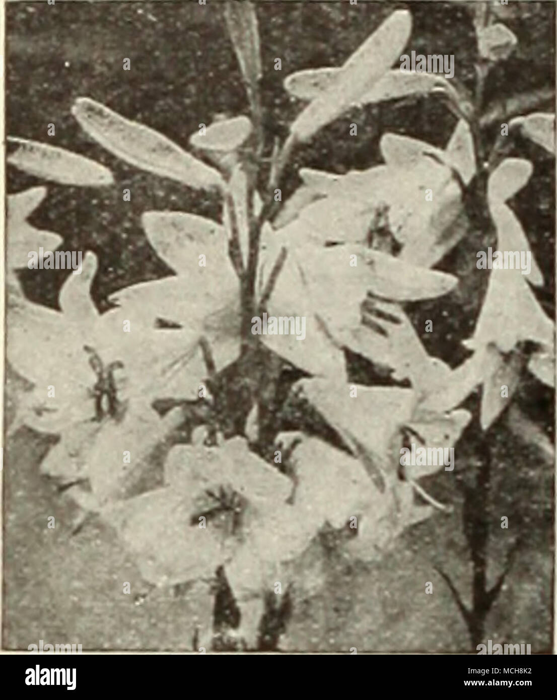 . Lilium canil i Madonna 1 ' ^^ '^' -^ j^^t^'^&quot;&quot; Lilium elegans Stock Photo