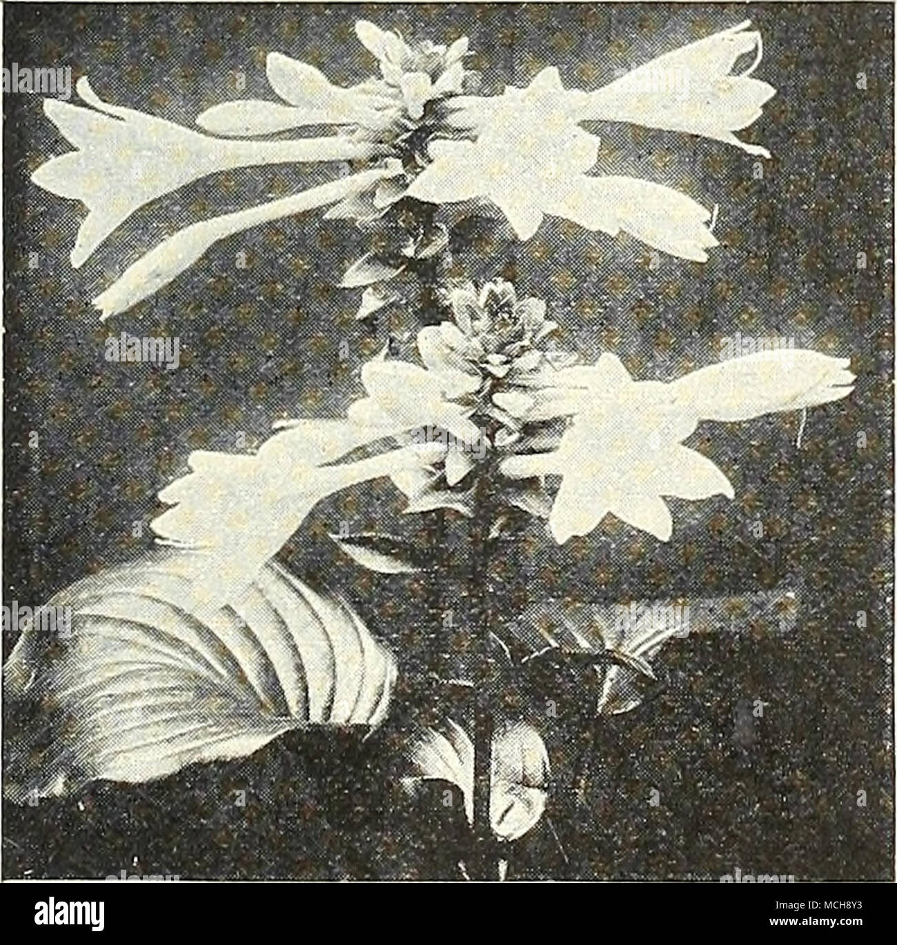 Tigrinum Splendens Improved Tiger Lily Bright Orange Red Spotted With Black Very Showy 4 To 5 Feet Sum Mer Cts Each 2 00 Per Doz 15 00 Per 100 Flore Plena Double Tigrinum Splendens Improved Tiger Lily Bright Orange Red Spotted With Black Very Showy 4 To 5 Feet Sum Mer Cts Each 2 00 Per Doz 15 00 Per 100 Flore Plena Double