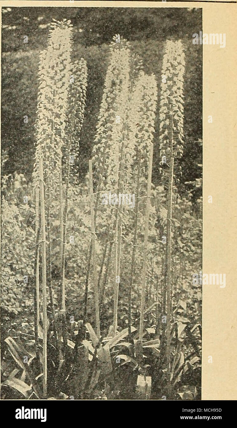 . Eremurus Foxtail Lily, Desert Candle Aristocratic plants growing 6 to 10 feet tall. Spread roots and cover crowns with 3 inches of soil and protect during the winter. They bloom in June or July. 40-450 Bungei. Deep yellow flower spikes making a fine display in July. 6 ft. $1.25 each; 3 for $3.00. 40-457 Elwesianus. Soft pink blooms in June. Elegant spikes 10 feet tall. $2.25 each; 3 for $6.00. 40-452 — albus. Pure white flowers arranged in solid spikes. Blooms in June. ?1.7S each; 3 for $4.50. 40-453 Himolaicus. Waxy white flowers with golden an- thers. 6 to 8 ft. June flowering. $1.00 each; Stock Photo