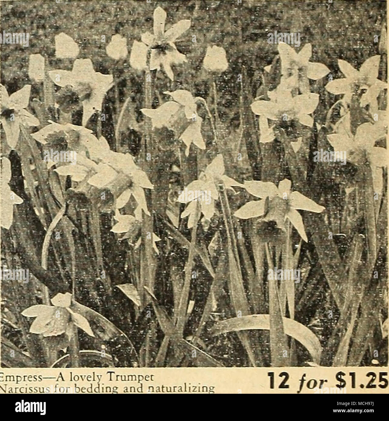 . EmpressâA lovely Trumpet Narcissus for bedding and naturalizing 40-683 Empress. A fitting companion to Emperor and of strong, robust growth. The fine large perianth is snow white contrasting well with the rich yellow trumpet which is attractivelv serrated and flanged at the edges. Rmmd Bidbs: 3 for 36c; 12 for S1.25; 25 for $2.25; 100 for $8.00. 40-684 Double-Nosed Bidbs: 3 for 60c; 12 for S2.00; 25 for $3.75; 100 for S14.G0. eci lal 'k^' Collection of the Eight ISamed Varieties of Giant Trumoet DAFFODILS offered on these two pages 42-050 24 Bulbs 3 each, value $ 3.83 for $ 3.25 42-05? 48 Bu Stock Photo