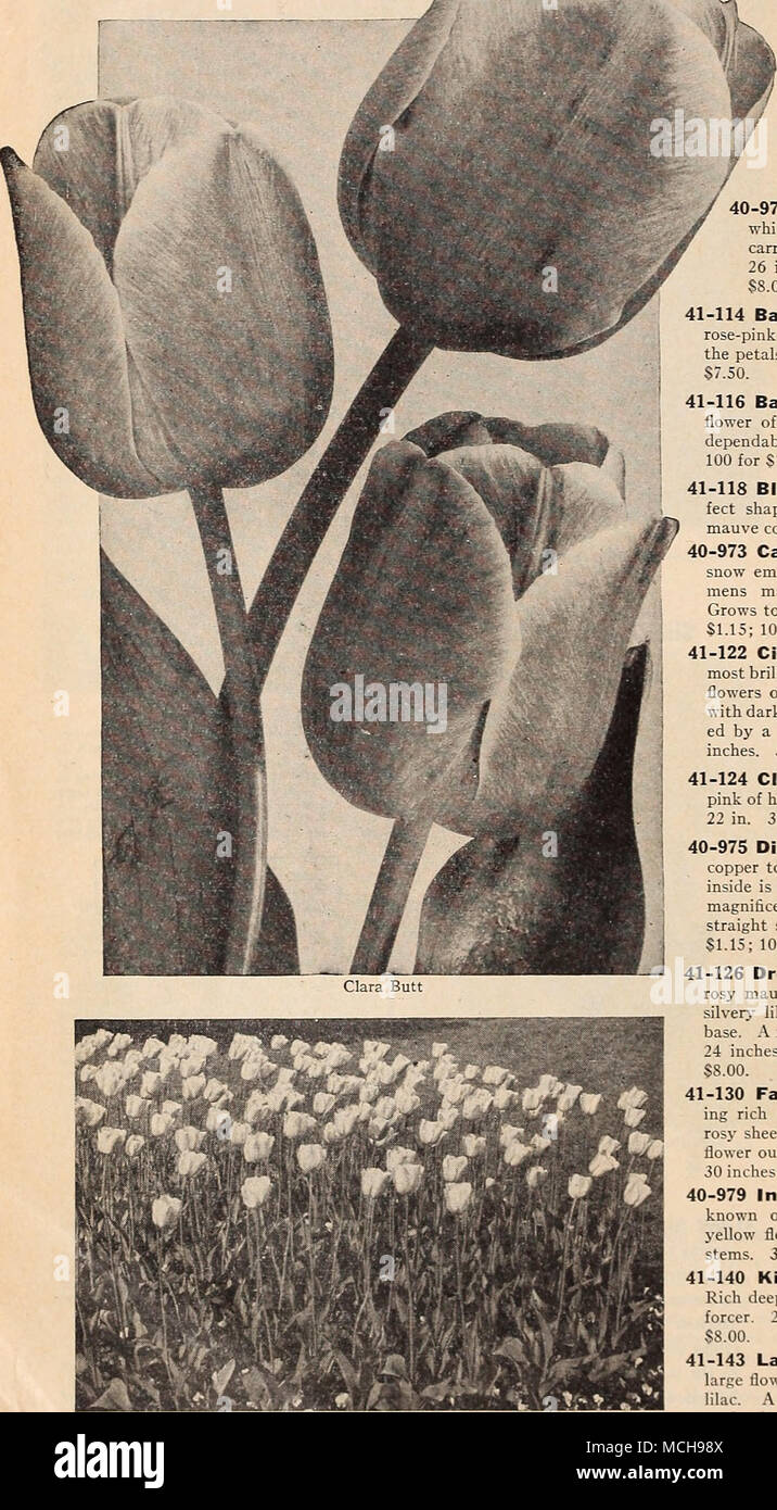 . Tulips are splendid for mass planting 40-965 Alaska (Lily Flowered). Long, pointed flowers of a rich and pure briglit yellow unfolding into im- mense brilliant golden j'ellow stars. 25 inches. 3 for 33c; 12 for SI.10; 100 for S7.50. 41-110 Afterglow (Darwin). Clear deep rose with a salmon edge and a uniform rosy orange glow. 36 in. 3 for 33c; 12 for §1.15; 100 for $8.00. 40-972 Albino (Collage). Well formed, pure white flowers with cream colored anthers, carried on strong stems. Fine for forcing. 26 inches. 3 for 33c; 12 for $1.15; 100 for $8.00. 41-114 Baronne de la Tonnaye (Darwin). Vivid  Stock Photo