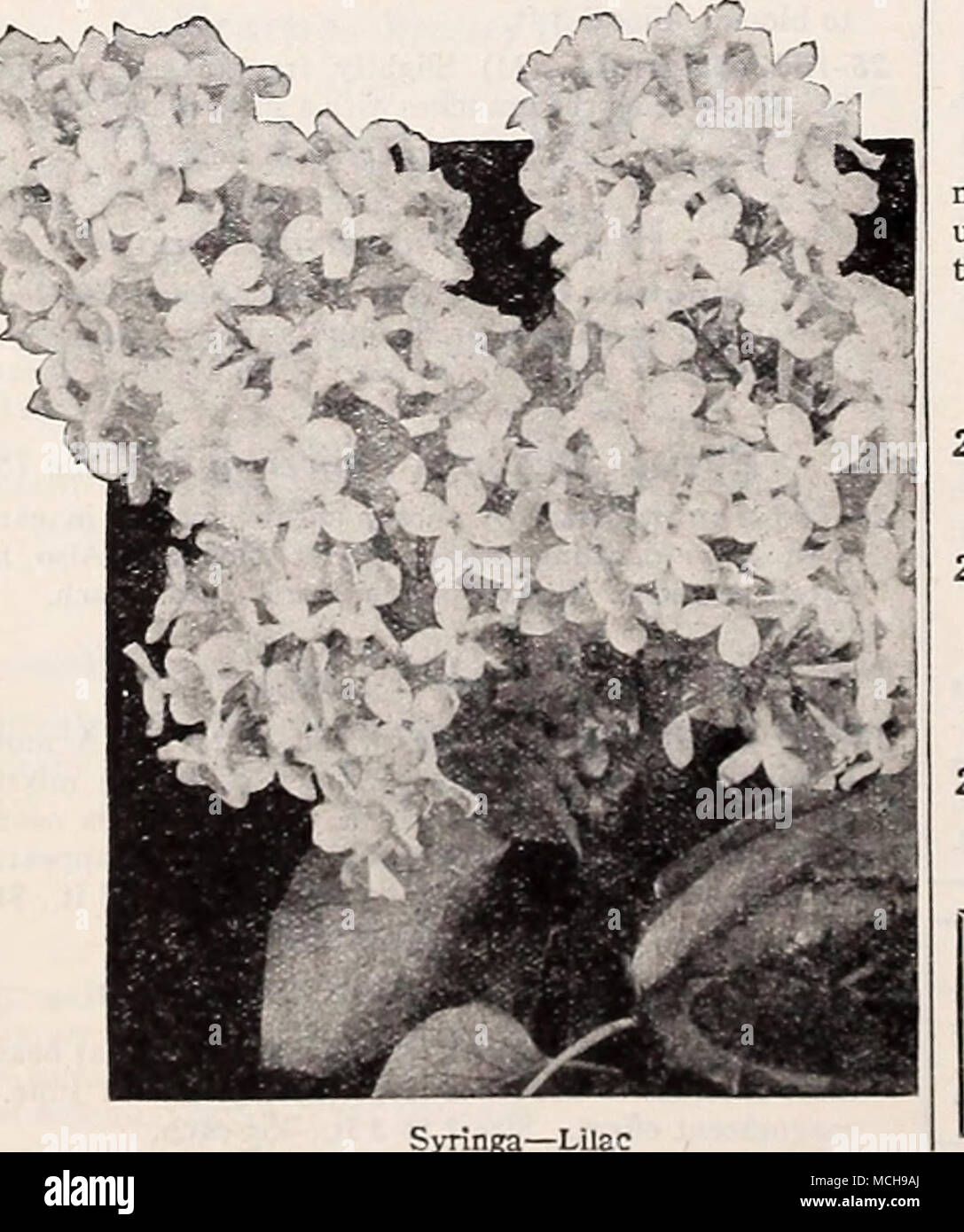 The Plant Hunter Breeding A Better Spiraea