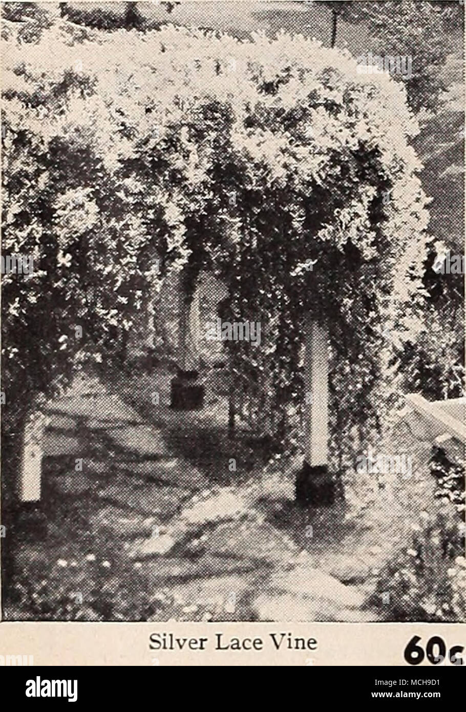 Silver Lace Vine H Lt A B 2 S A J1 I V Ya I Il B Vl V I L Hic Wi A Ar Au I Lijijb Wisteria 1 00 Climbers By Mail Single Plants Of Climbers Will Be Sent By Parcel